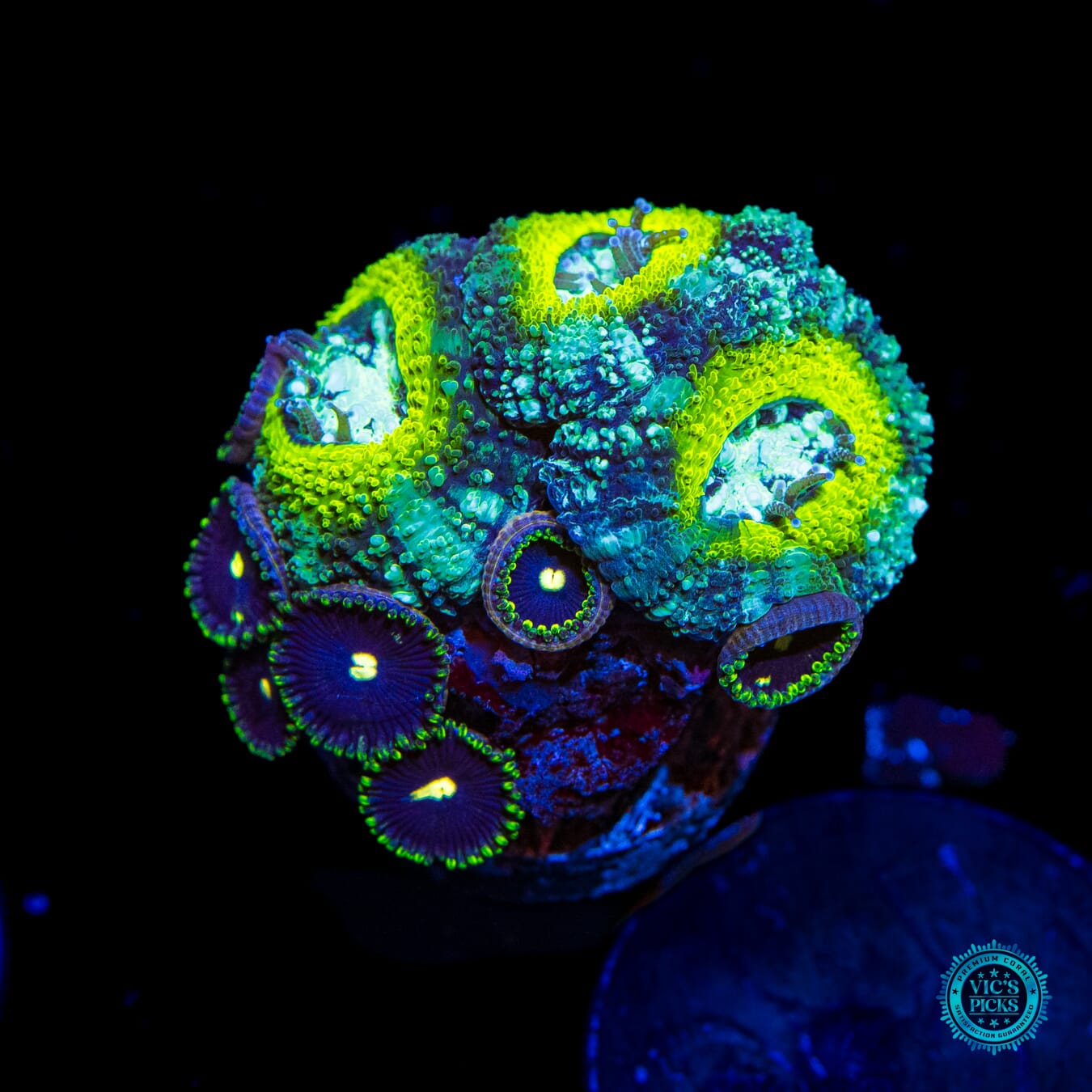 Leapin Lemon Asian Lord combo with Mini Zoanthids - Daylight Photo