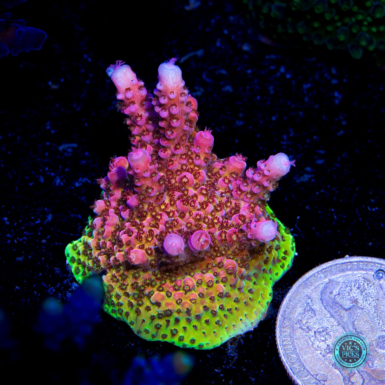 PC Rainbow Acropora - Actinic Photo