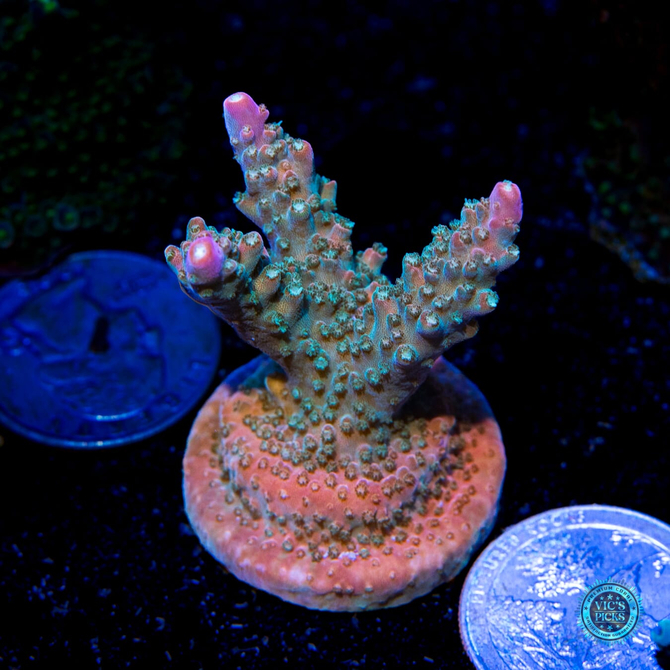 Jason Fox Shock Tart Acropora - Actinic Photo