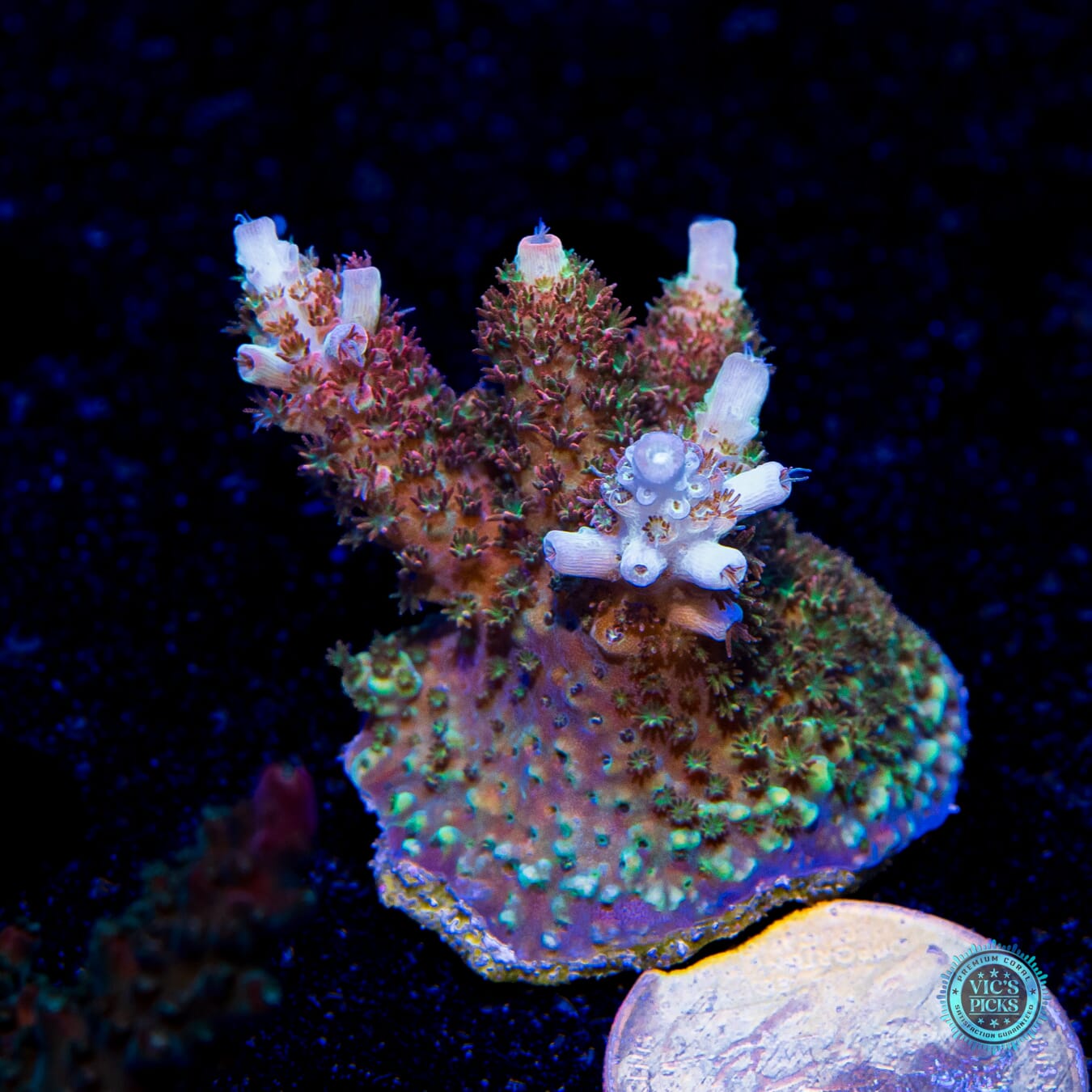 WWC Dirty Love Dreams Acropora - Actinic Photo