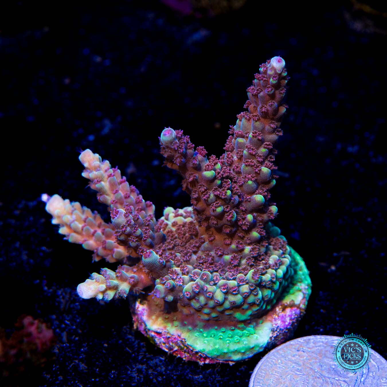 WWC Purple Dracona Acropora - Actinic Photo