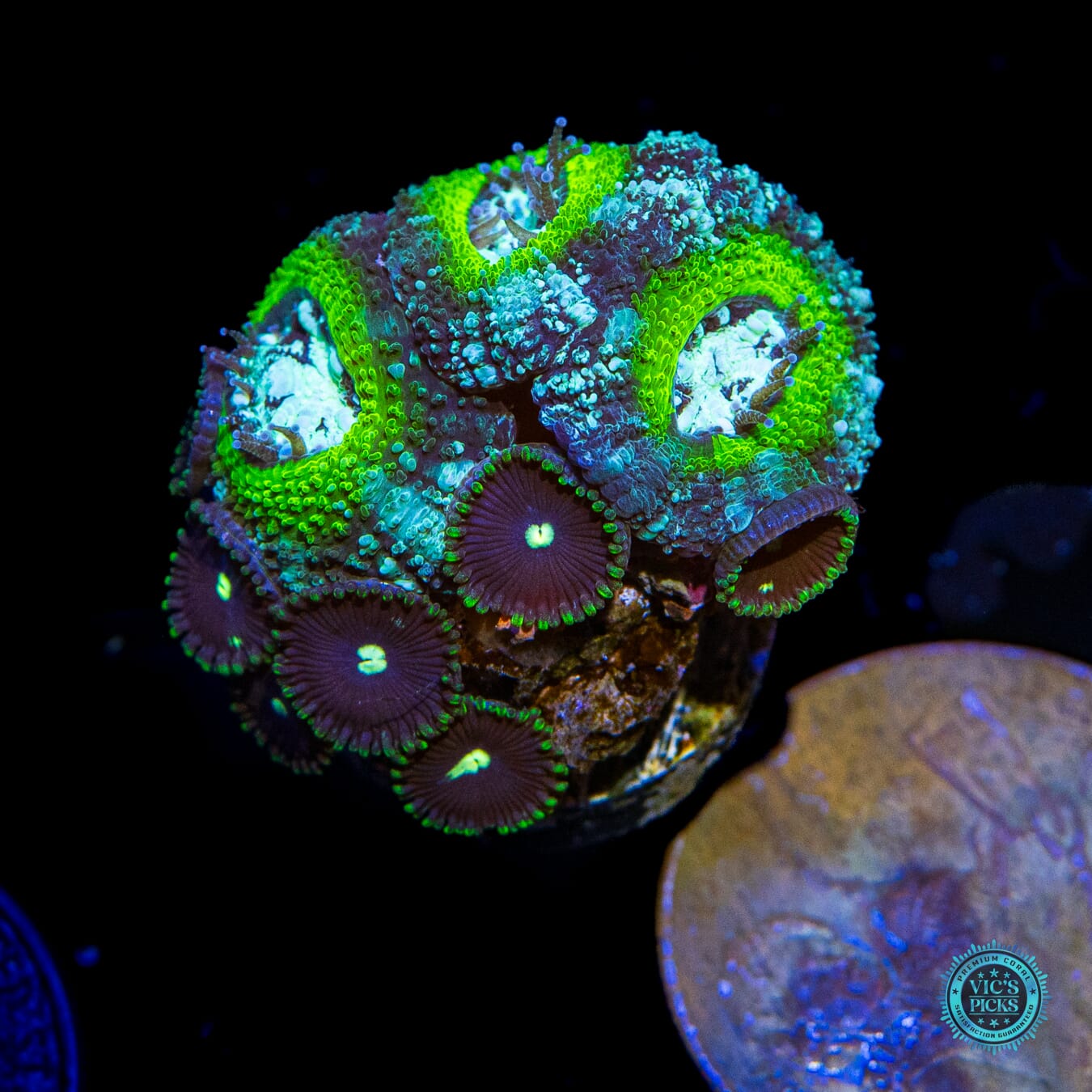Leapin Lemon Asian Lord combo with Mini Zoanthids - Actinic Photo