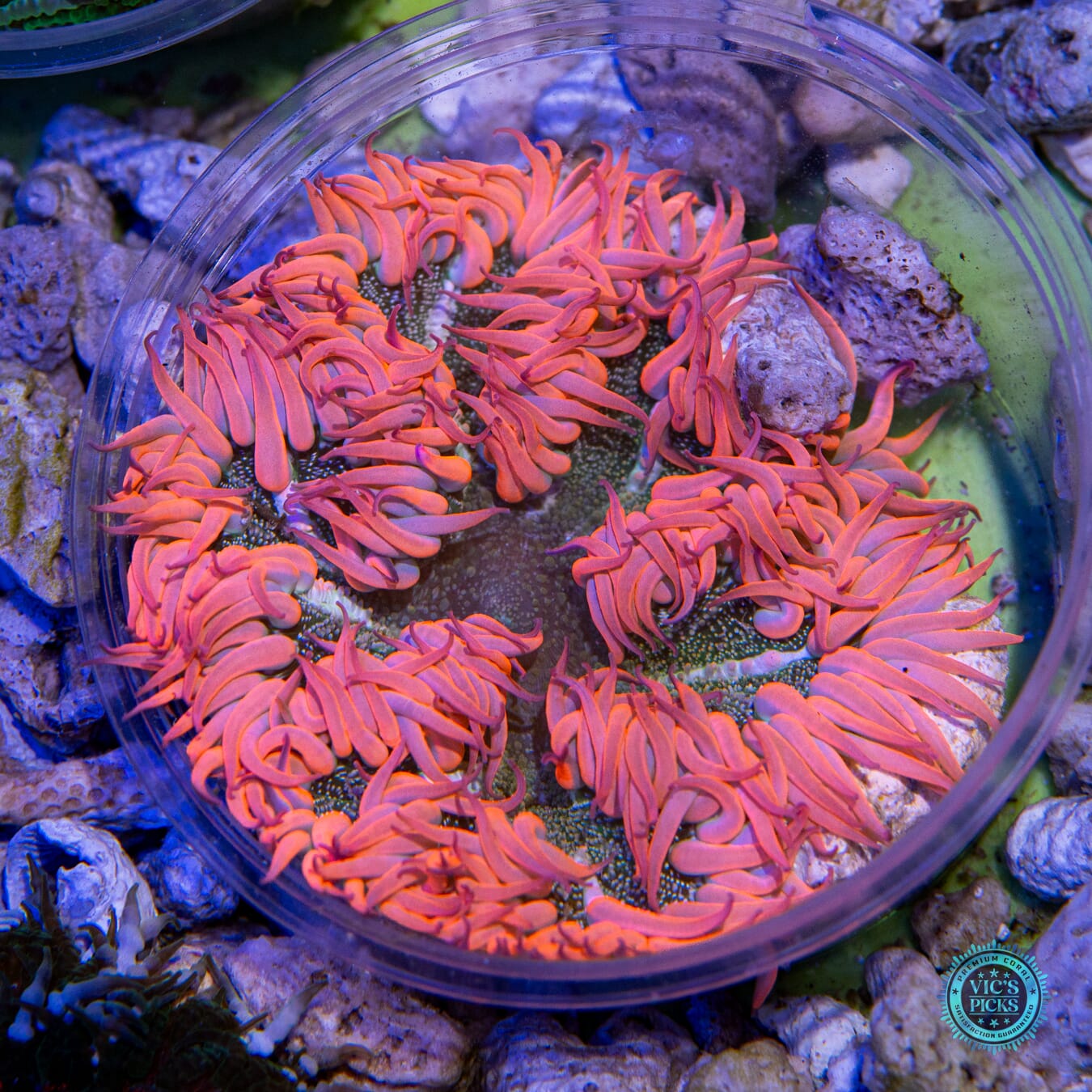 Kitty Love Flower Anemone - Actinic Photo