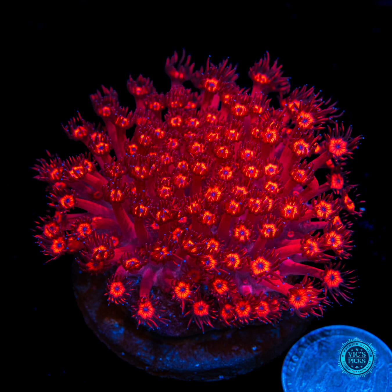 Cherry Red Goniopora - Daylight Photo