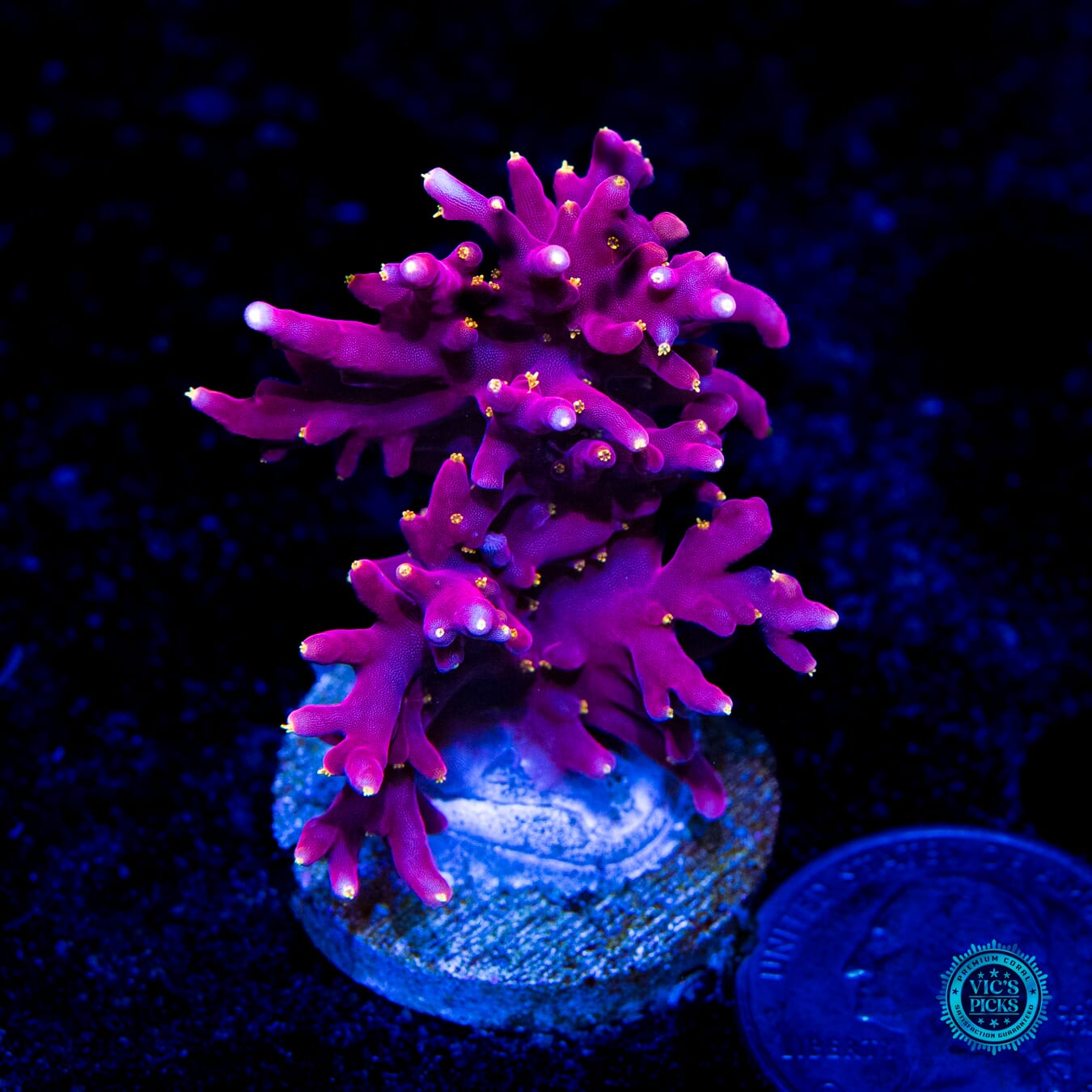 WWC Little Red Ferrari Acropora - Daylight Photo