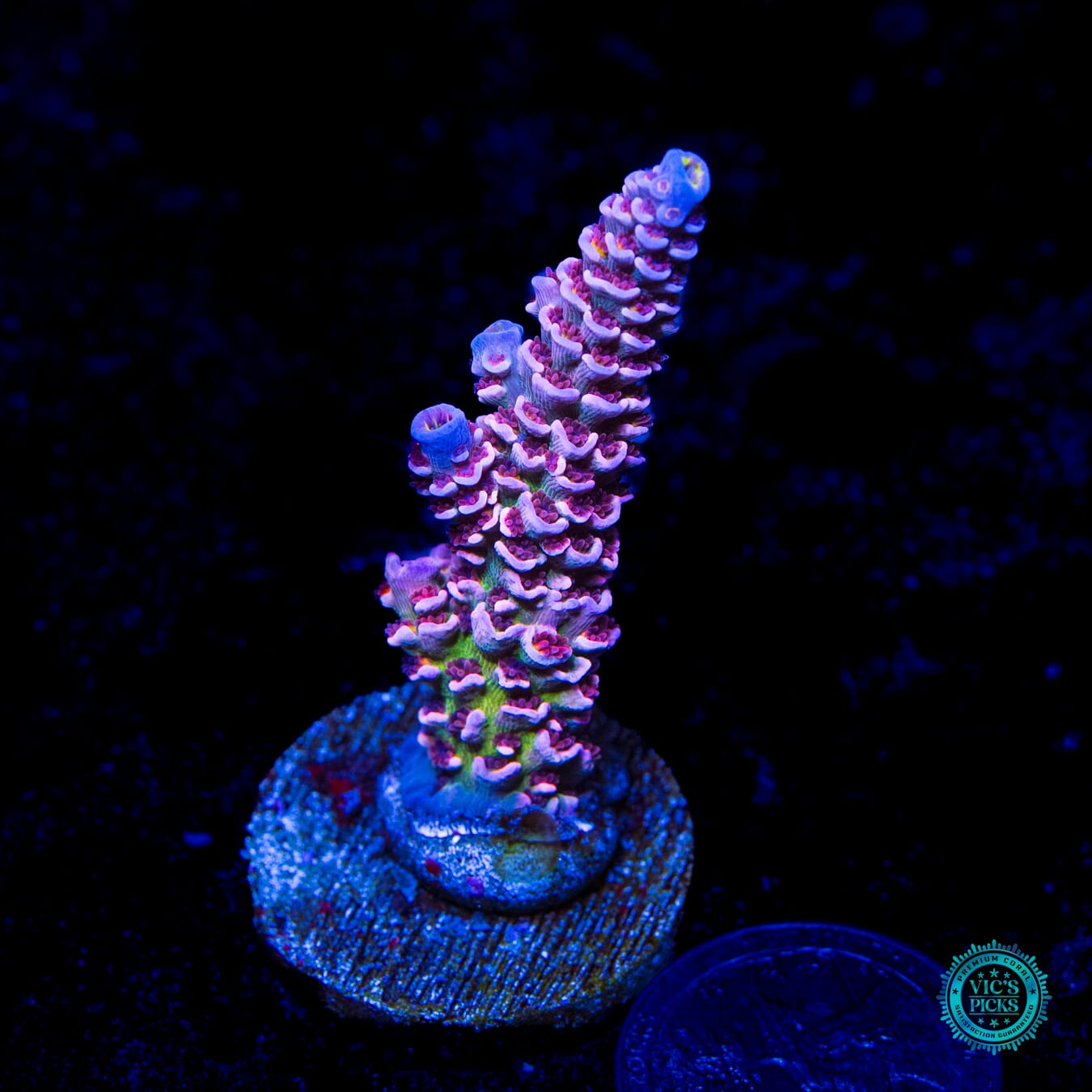 WWC Paradise Tenuis Acropora - Daylight Photo