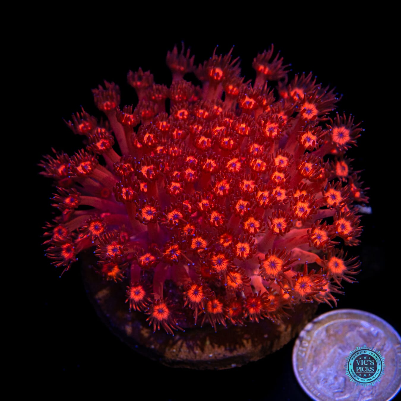 Cherry Red Goniopora - Actinic Photo