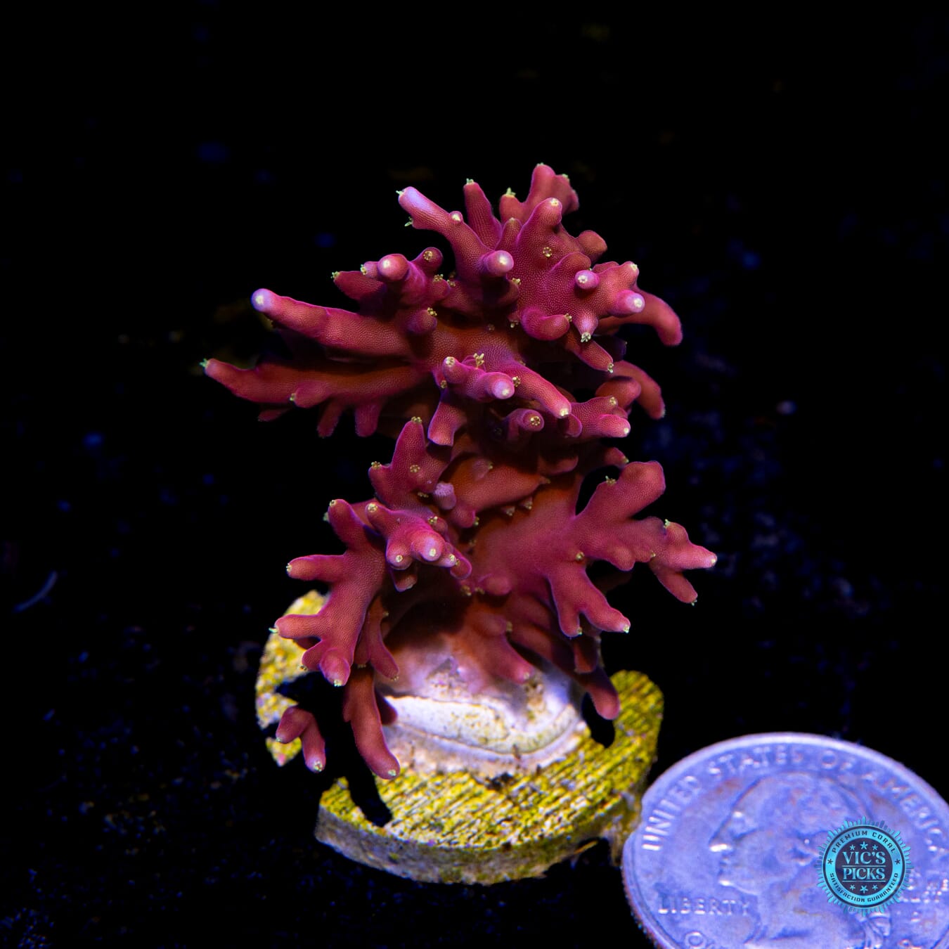 WWC Little Red Ferrari Acropora - Actinic Photo