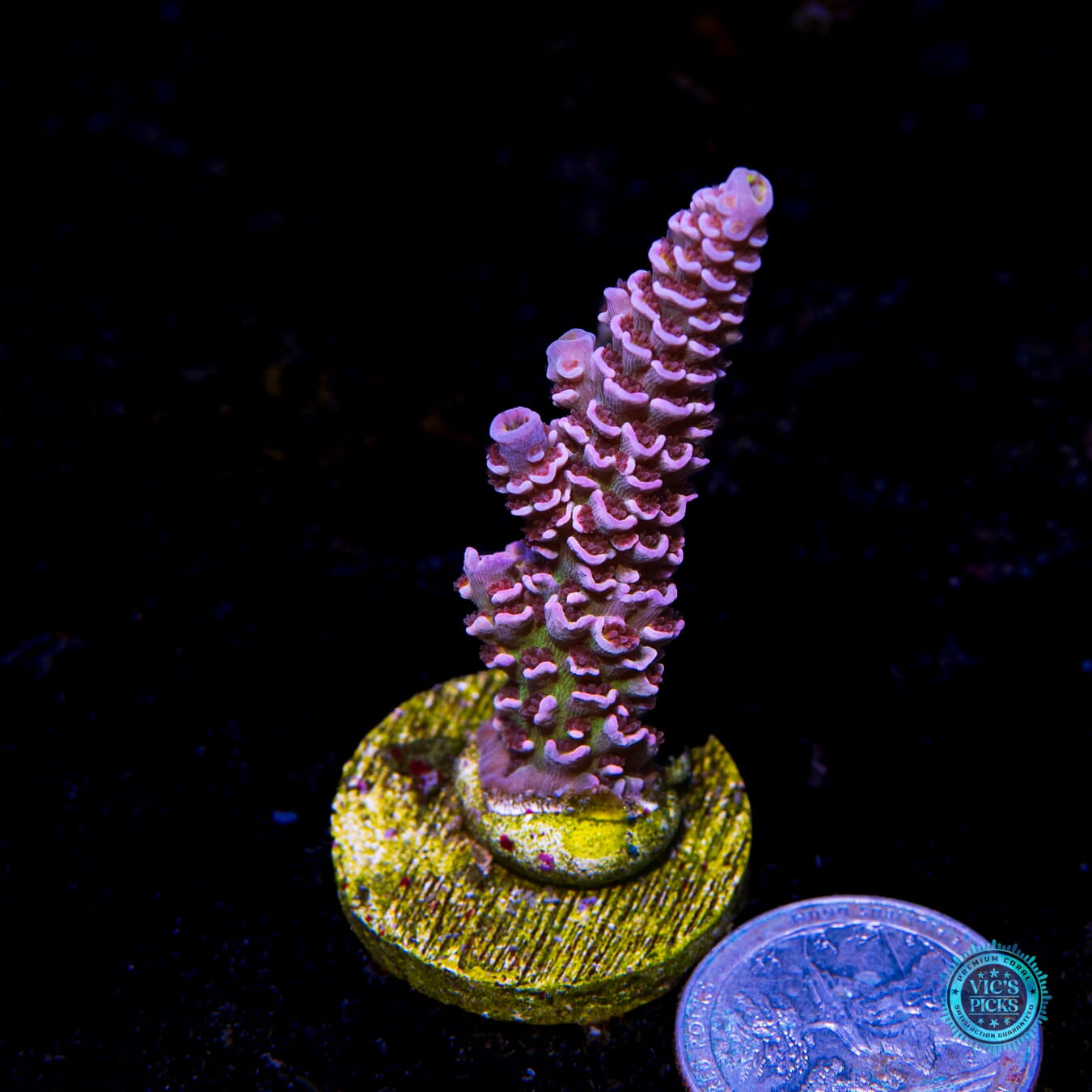 WWC Paradise Tenuis Acropora - Actinic Photo