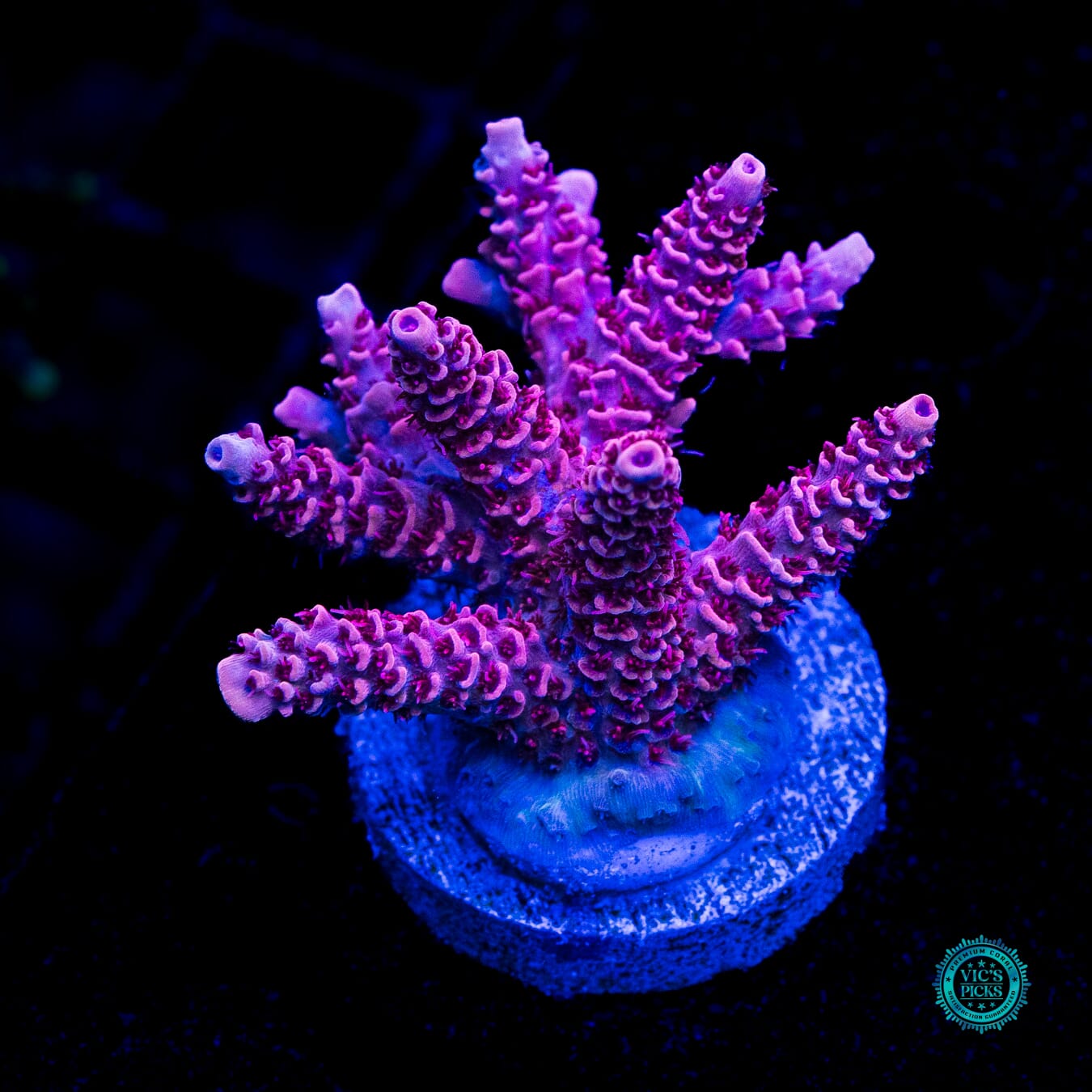 WWC Dragon Slayer Acropora - Daylight Photo