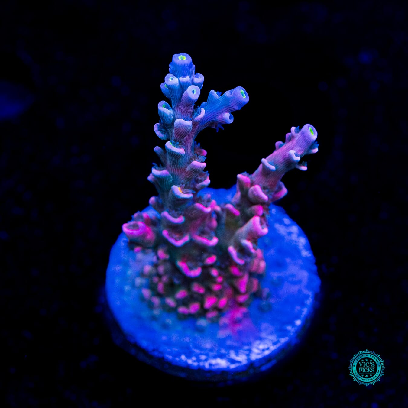 Vivid's Insanity Acropora - Daylight Photo