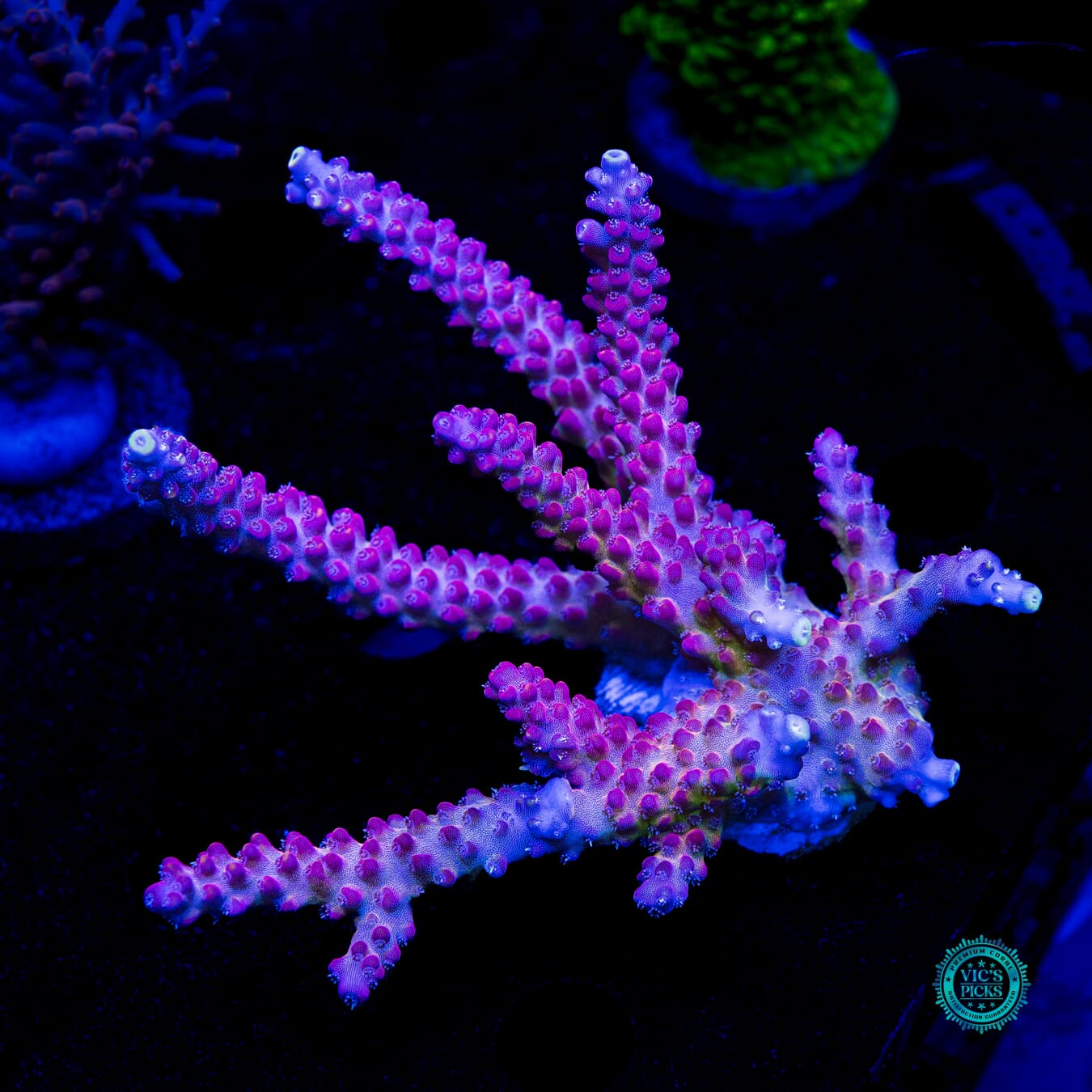 XXL Bali Shortcake Acropora - Daylight Photo