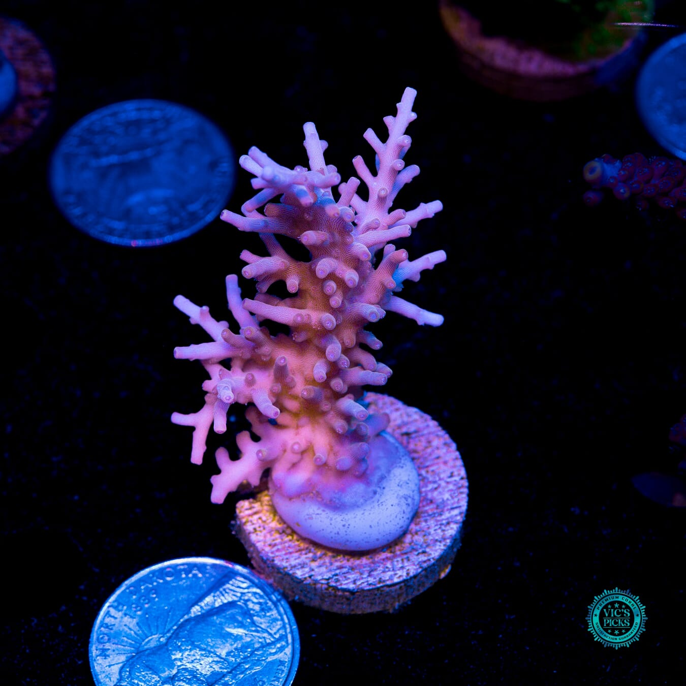 POTO Golden Dragon Acropora - Actinic Photo