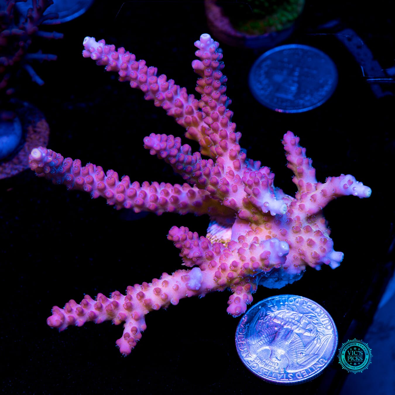 XXL Bali Shortcake Acropora - Actinic Photo