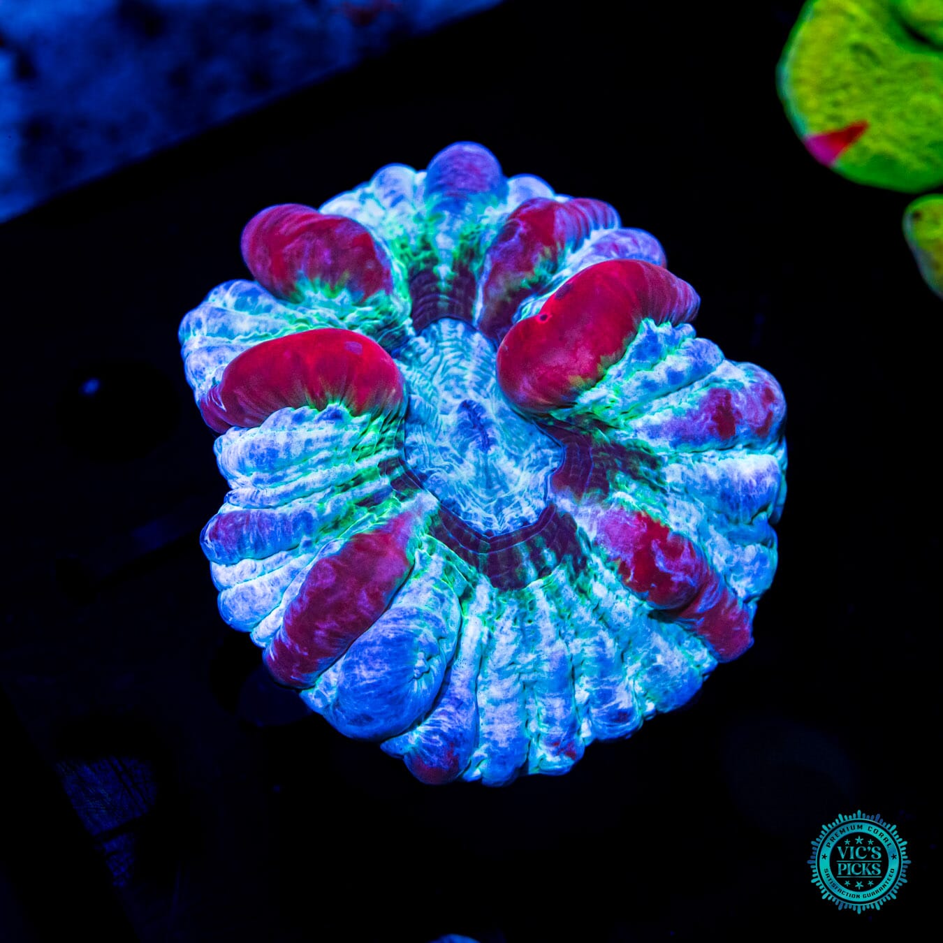 Baby Frosted Berry Power Indophyllia - Daylight Photo