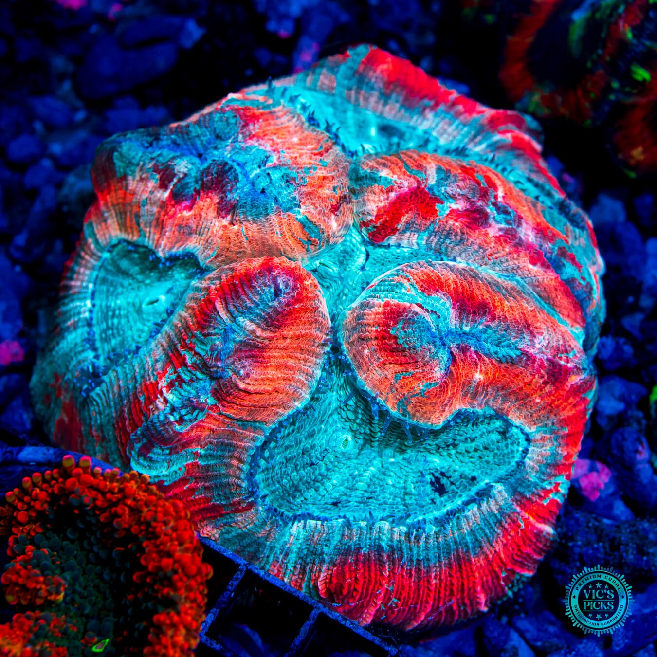 Flaming Cotton Candy Trachyphyllia - Daylight Photo
