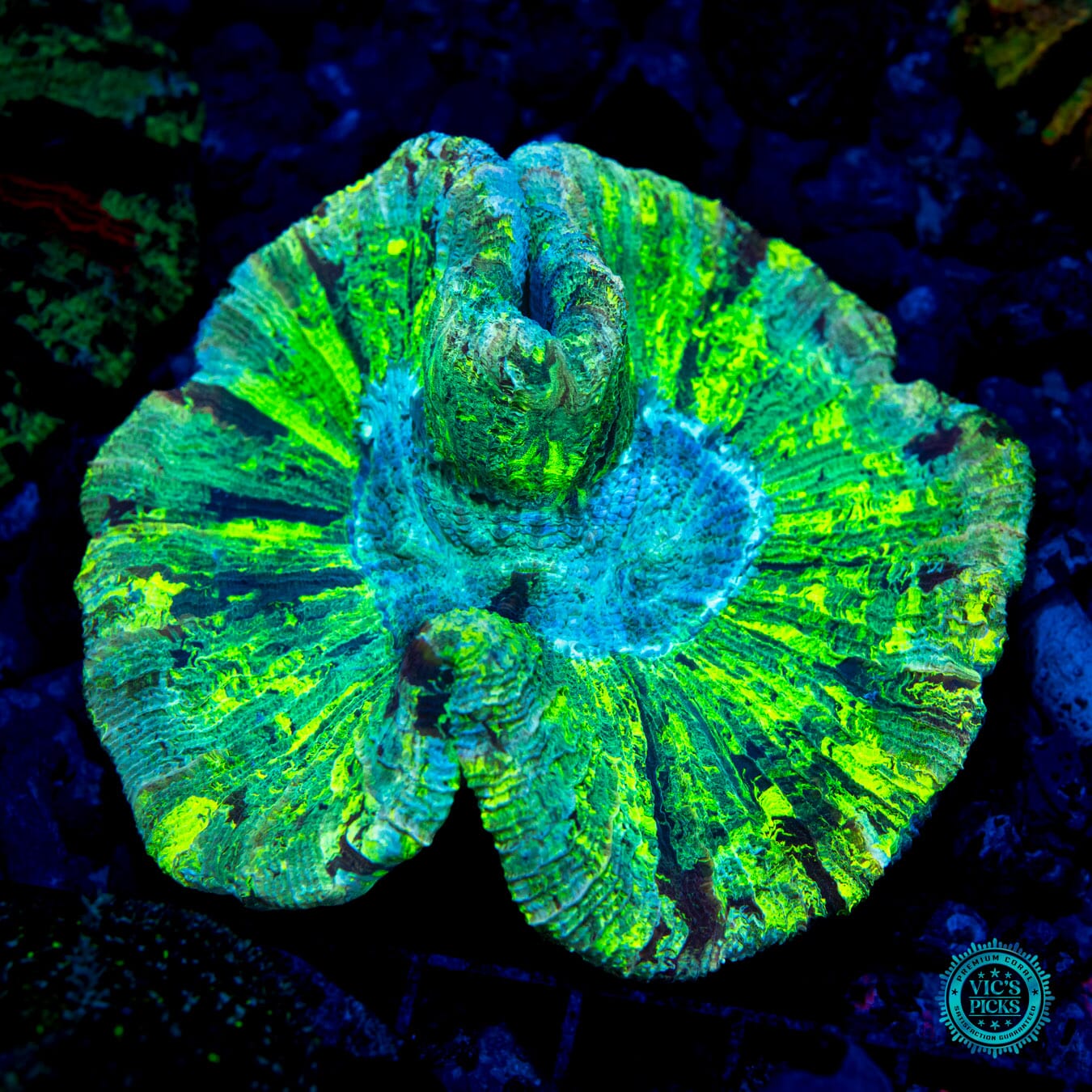 Nuclear Lemon Squeeze Trachyphyllia - Daylight Photo