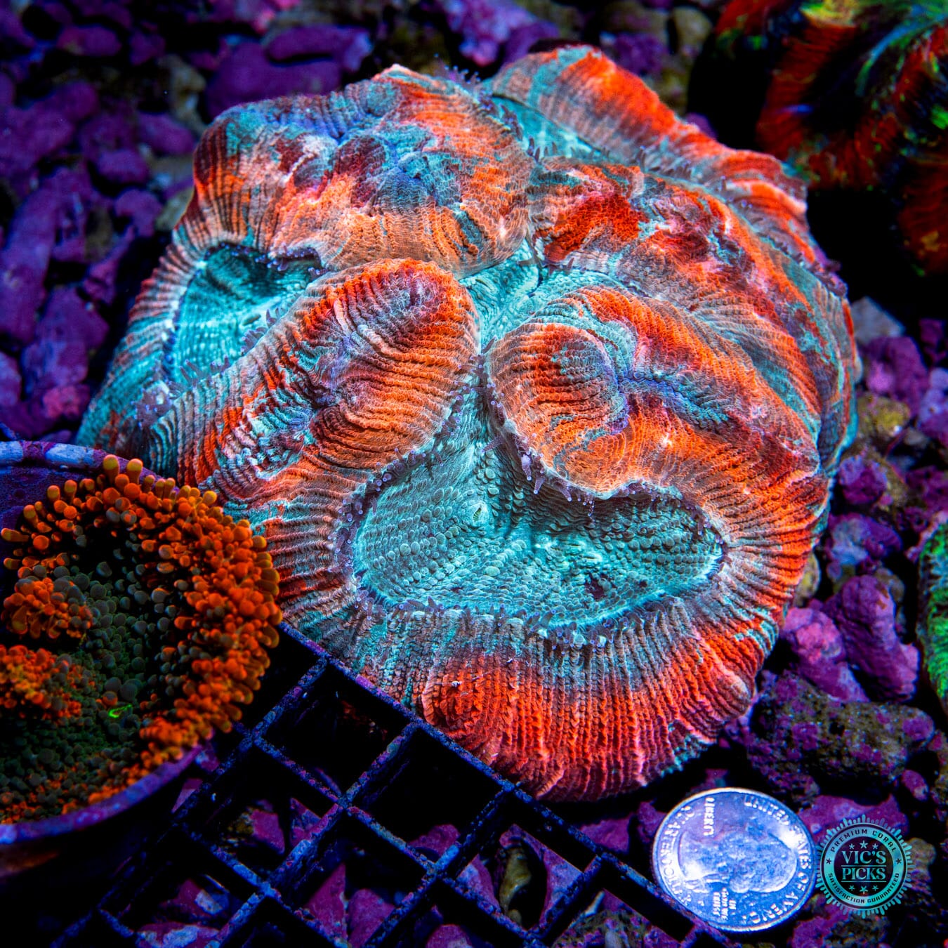 Flaming Cotton Candy Trachyphyllia - Actinic Photo