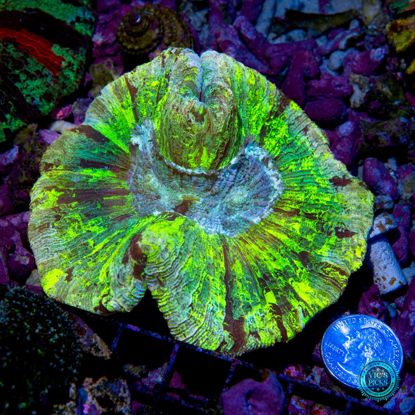 Nuclear Lemon Squeeze Trachyphyllia - Actinic Photo
