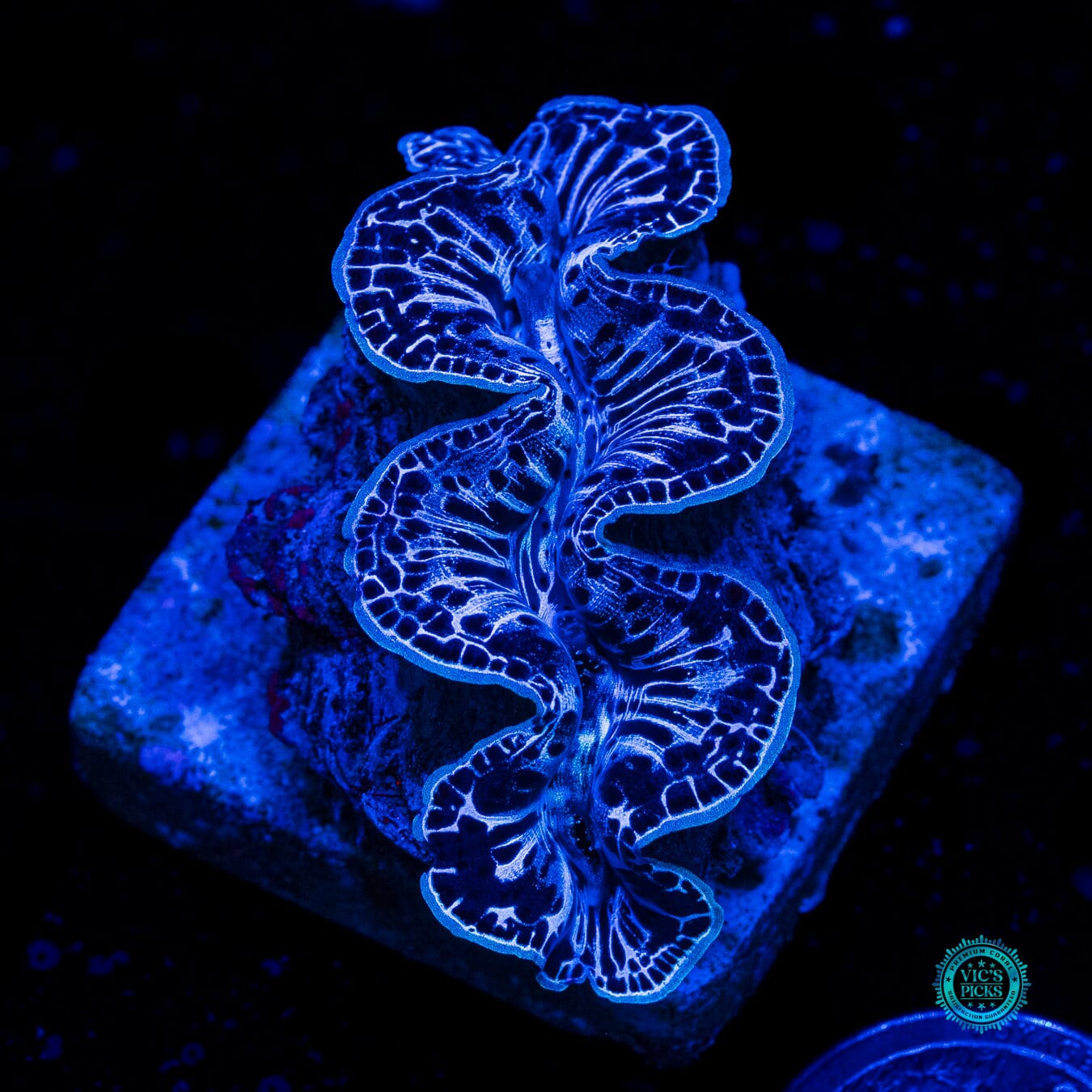 Lightning Storm Maxima Clam - Daylight Photo