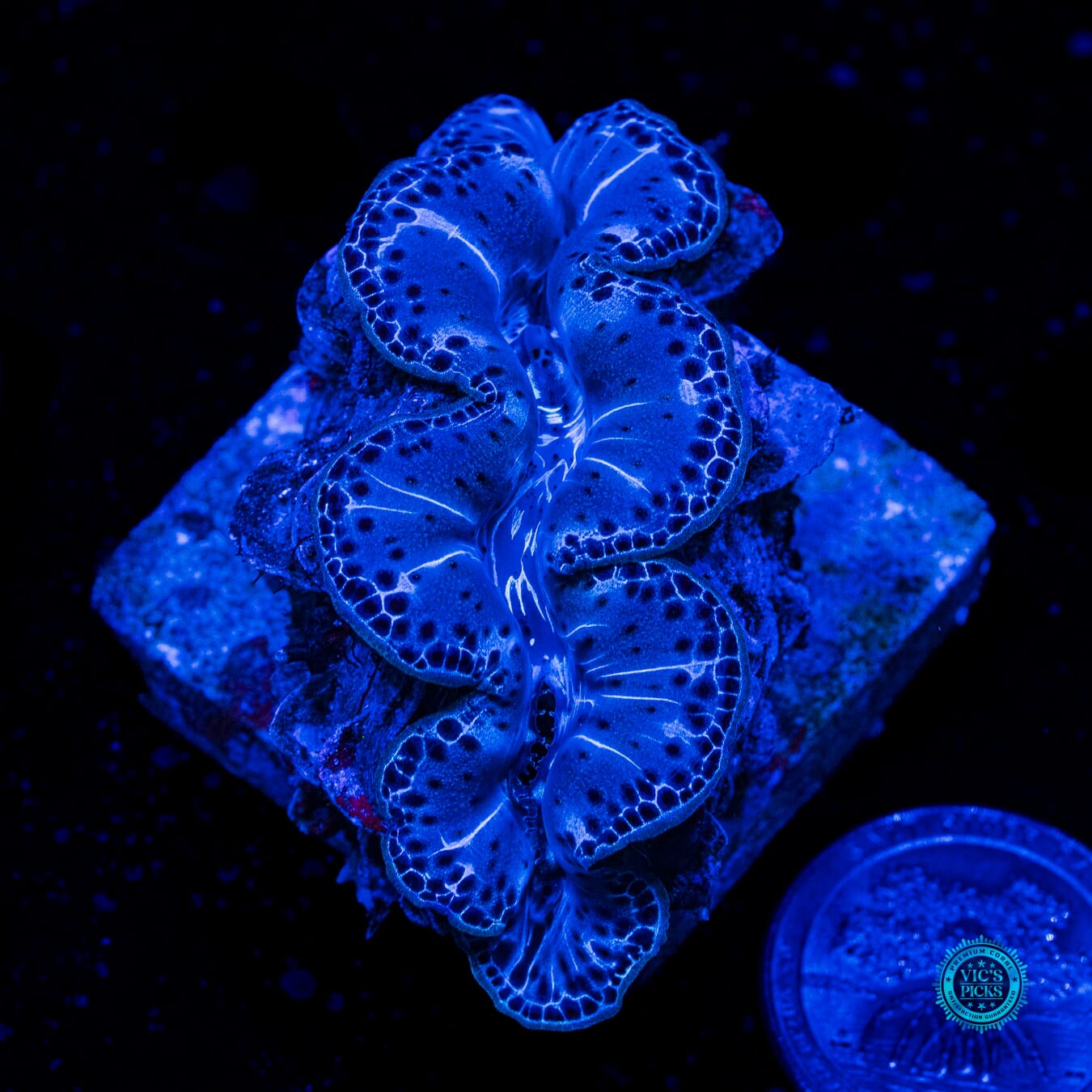 Melting Pot Maxima Clam - Daylight Photo