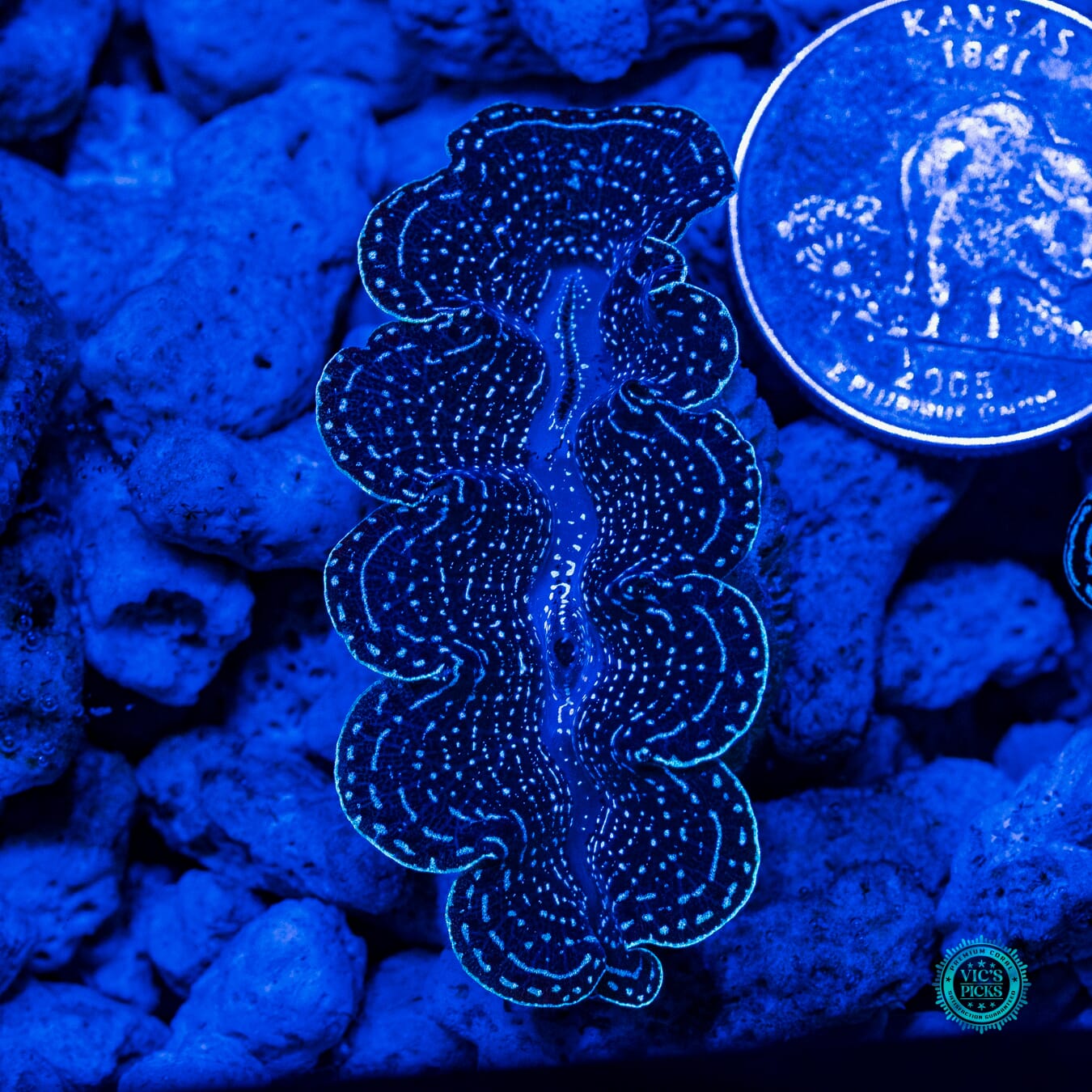 Ice Storm Crocea Clam - Daylight Photo