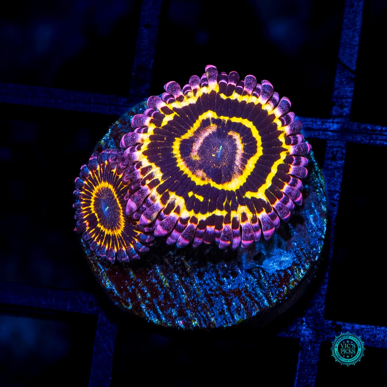Stratosphere Zoanthids - Daylight Photo