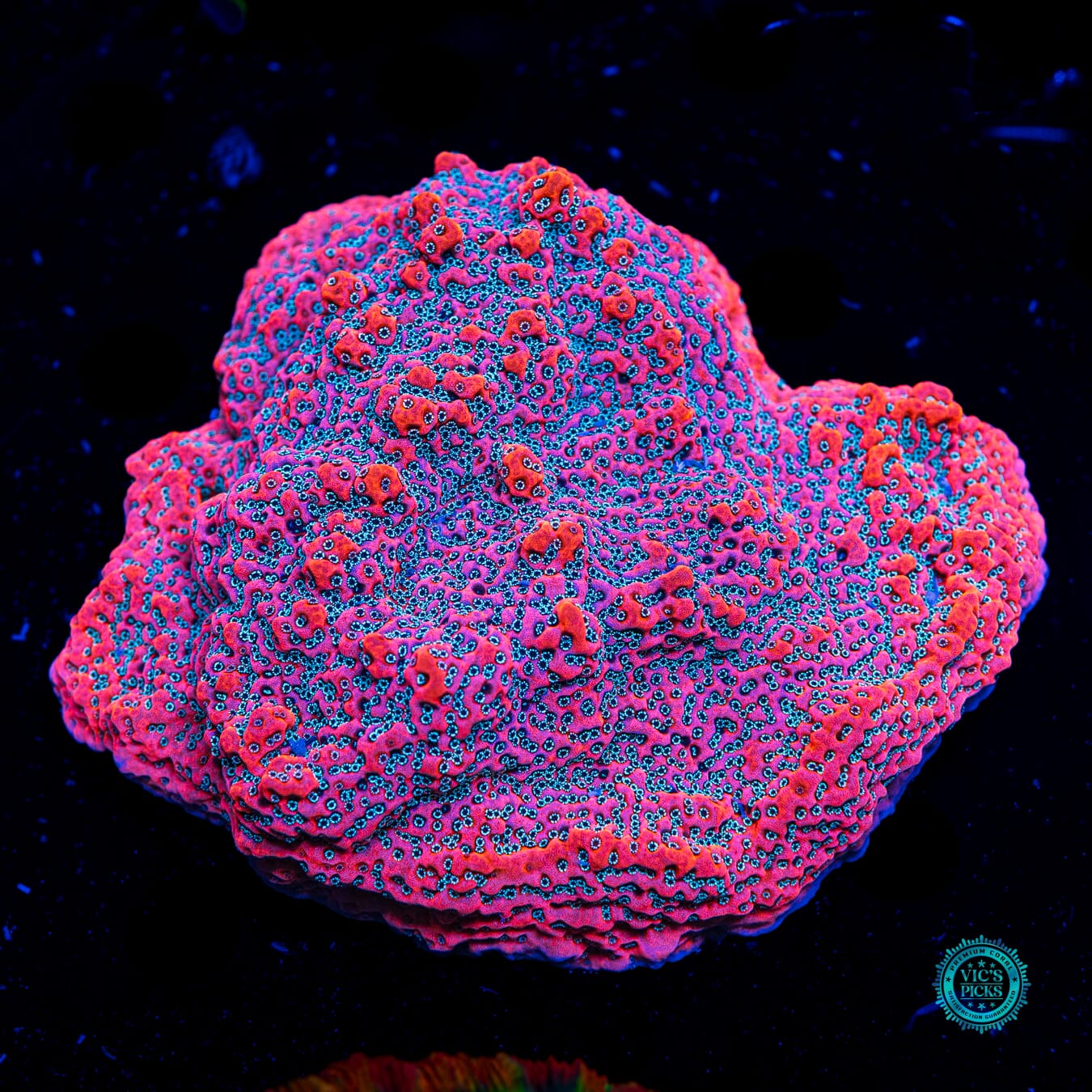 WWC Dragonfruit Montipora - Daylight Photo