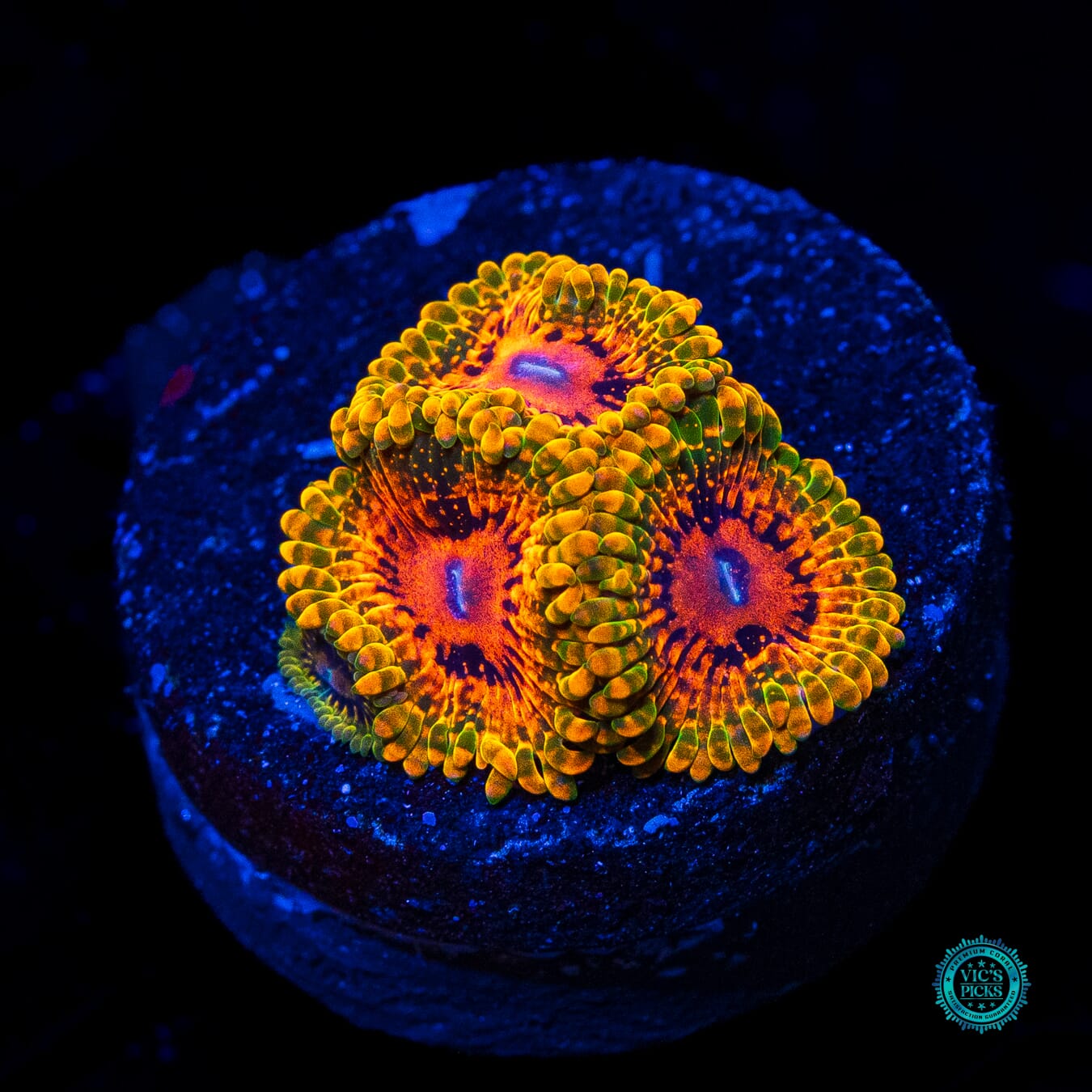 Grand Master Krakatoa Zoanthids - Daylight Photo