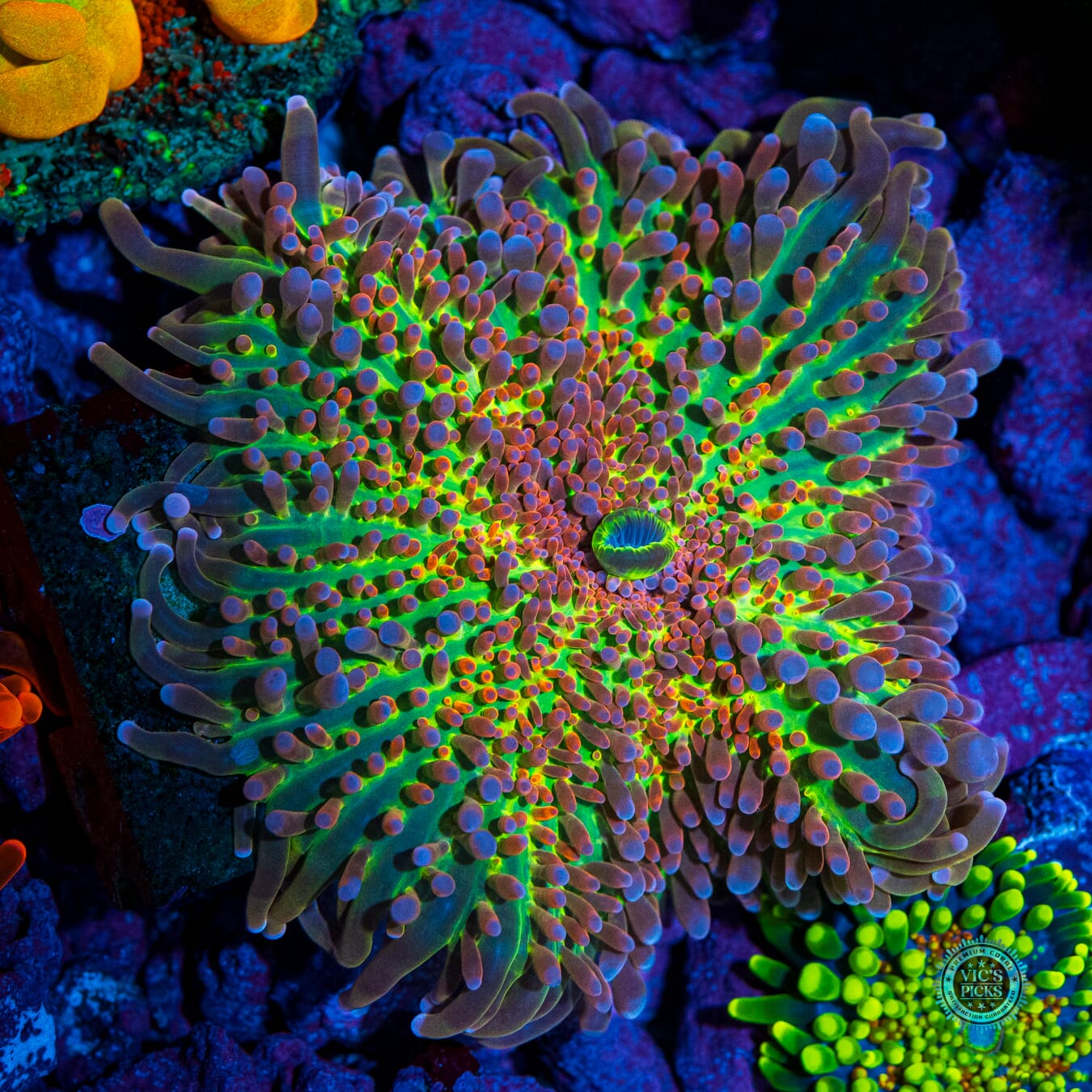 Lou's Shock and Awe Yuma Mushroom - Daylight Photo