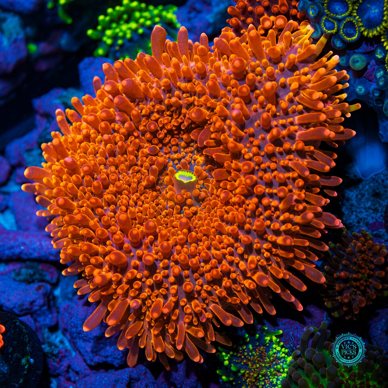 Lou's Blazin Saddle Yuma Mushroom - Daylight Photo