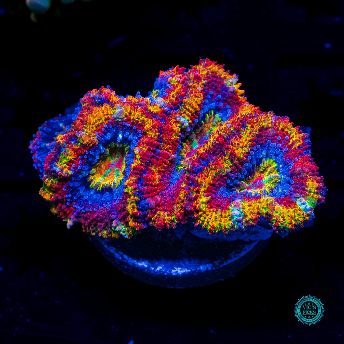 Pure Paradise Aussie Lord - Daylight Photo