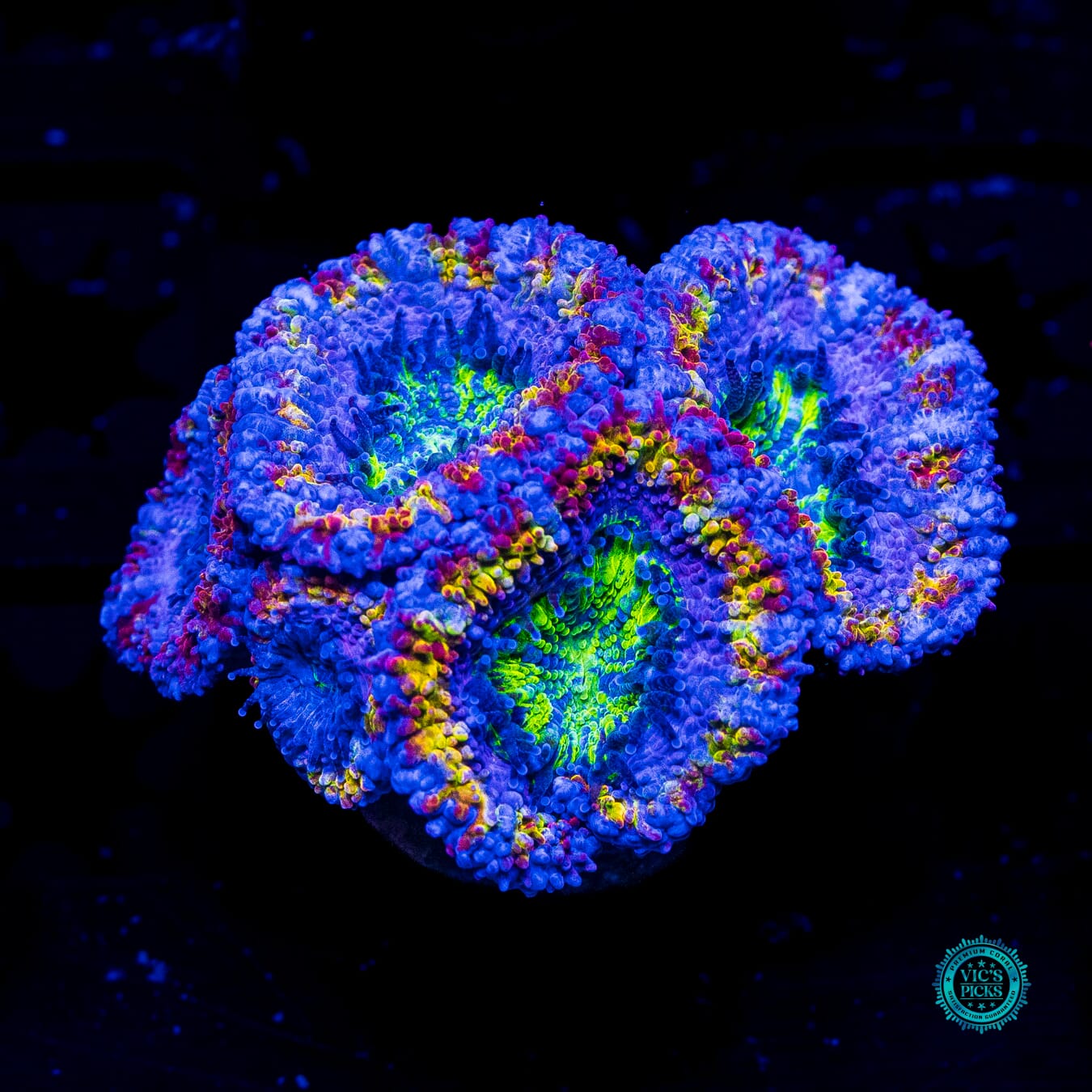 Soul Drinker Aussie Lord - Daylight Photo