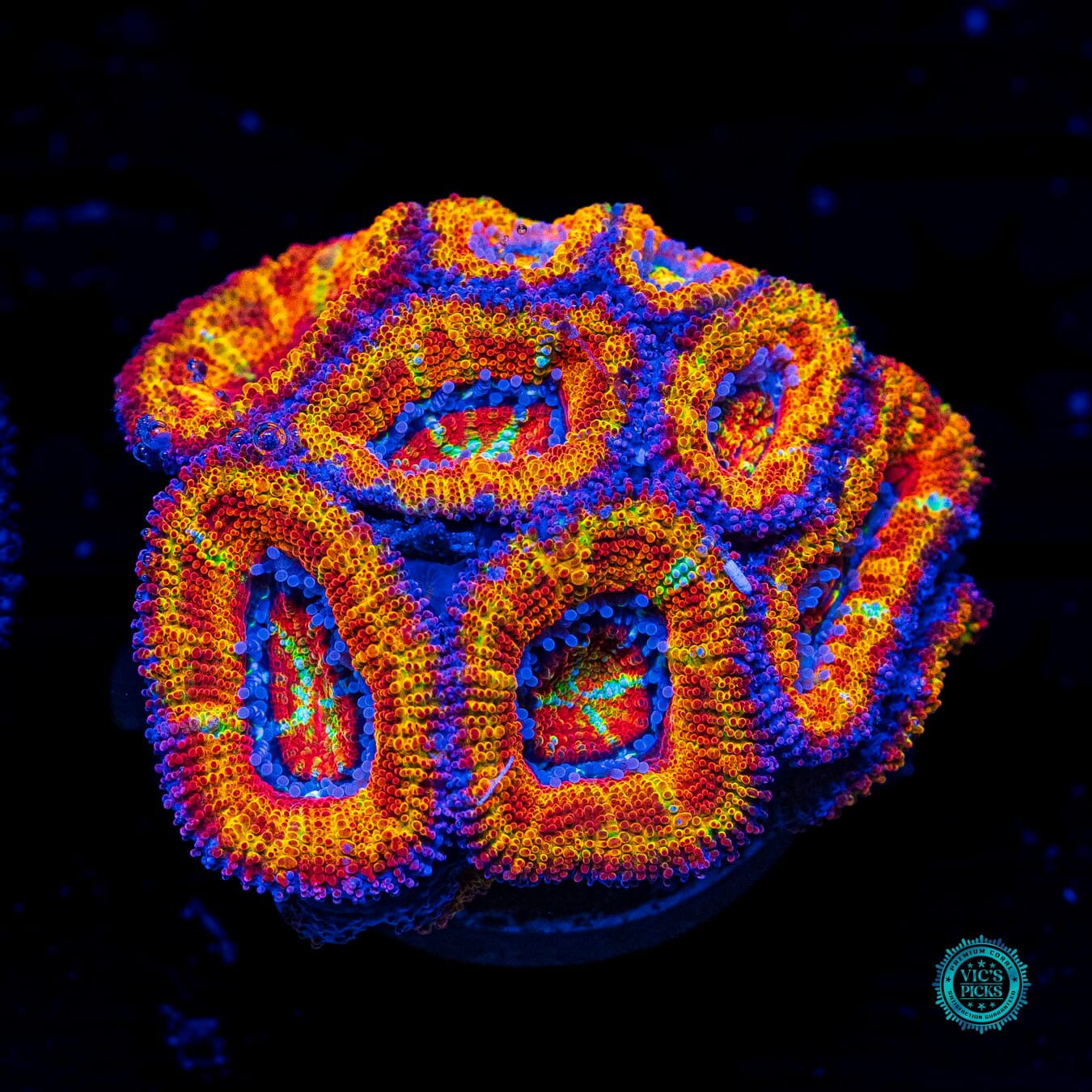 Solar Flare Aussie Lord - Daylight Photo