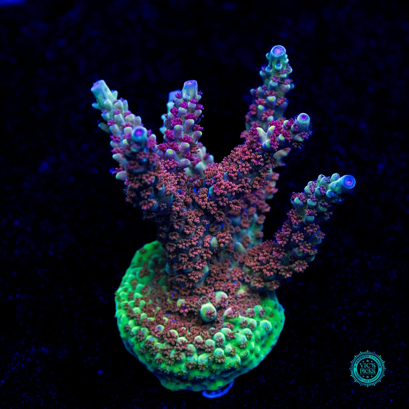 WWC Purple Dragona Acropora - Daylight Photo