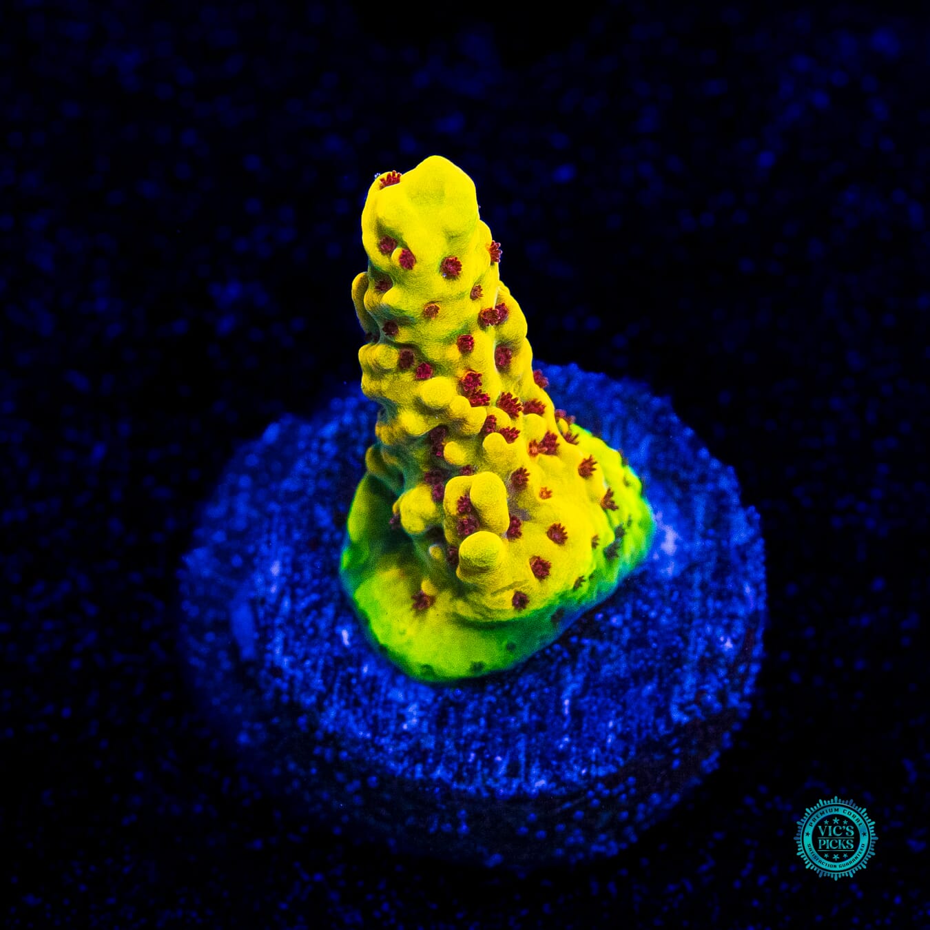 RR Fuzzy Navel Acropora - Daylight Photo