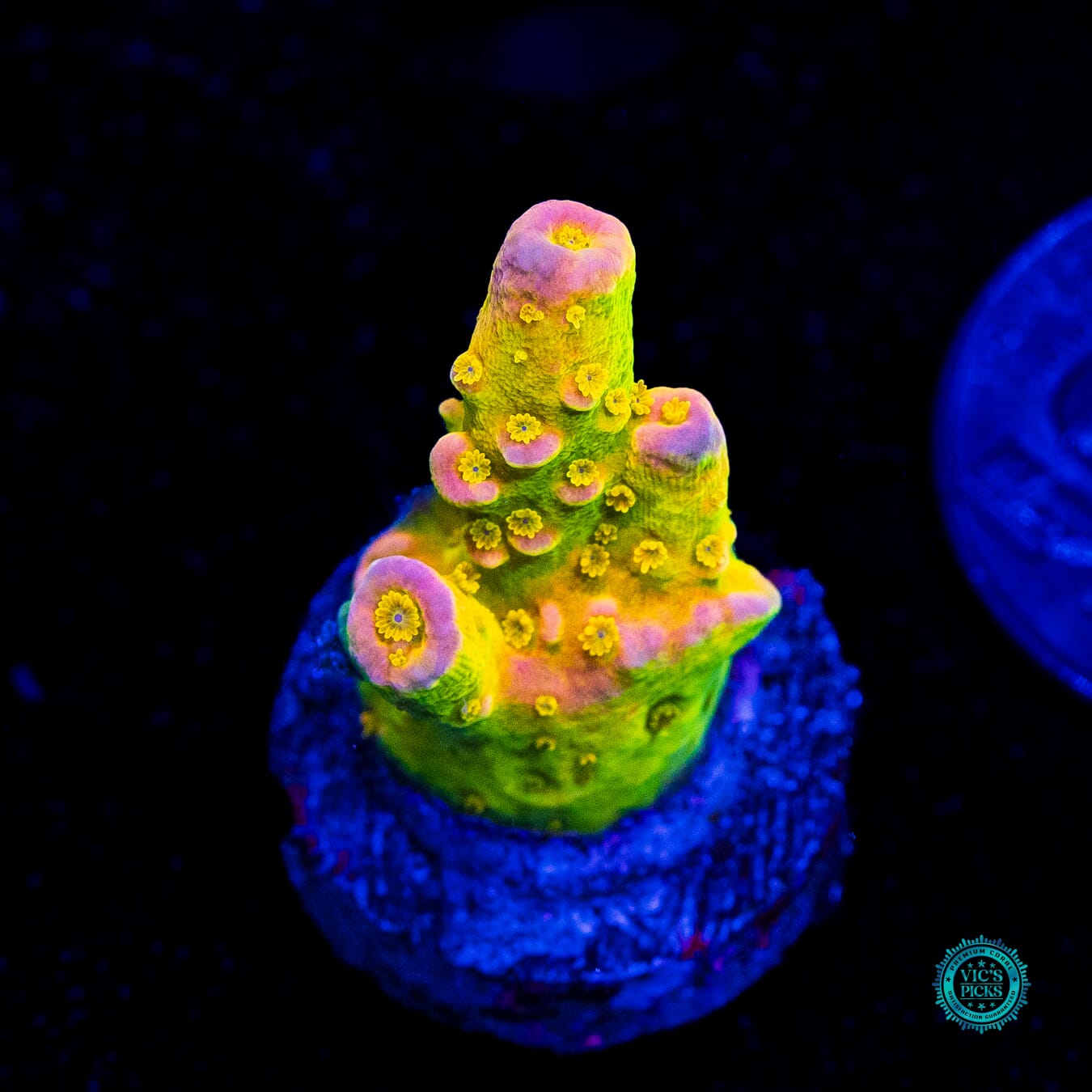 WD Tenuis Acropora - Daylight Photo