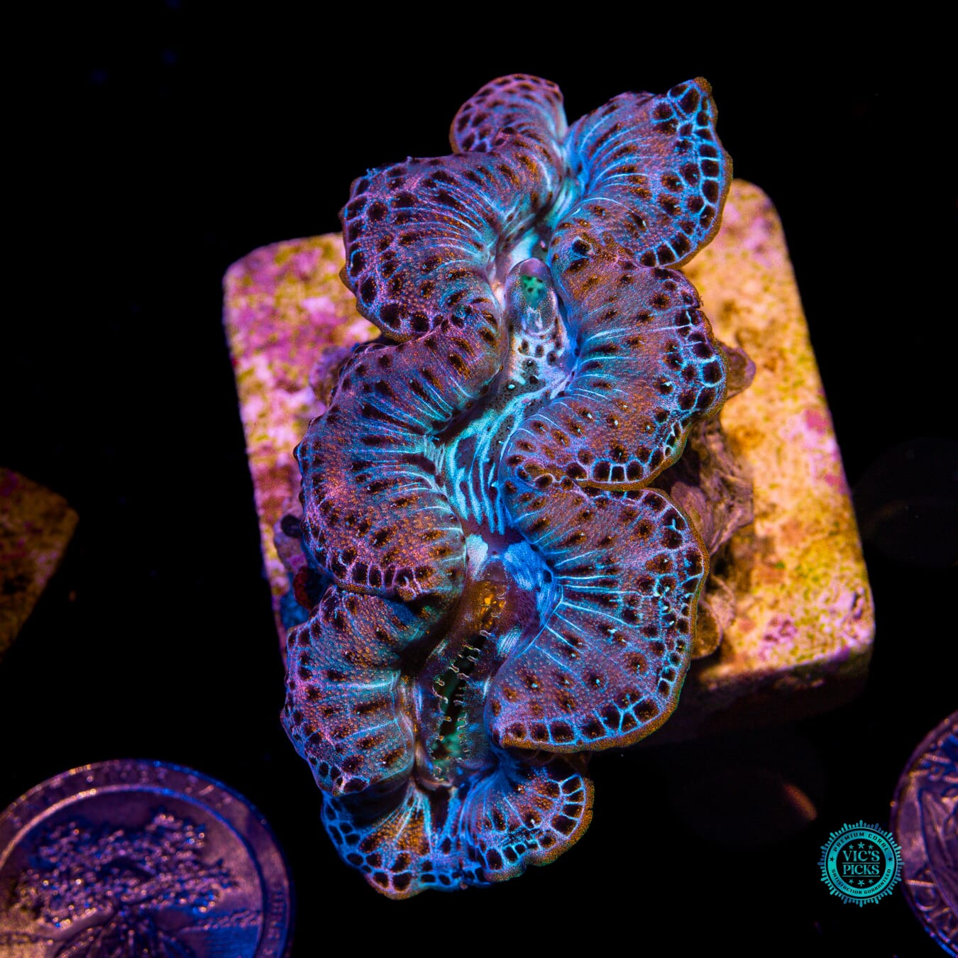 Bronze Leaf Maxima Clam - Actinic Photo