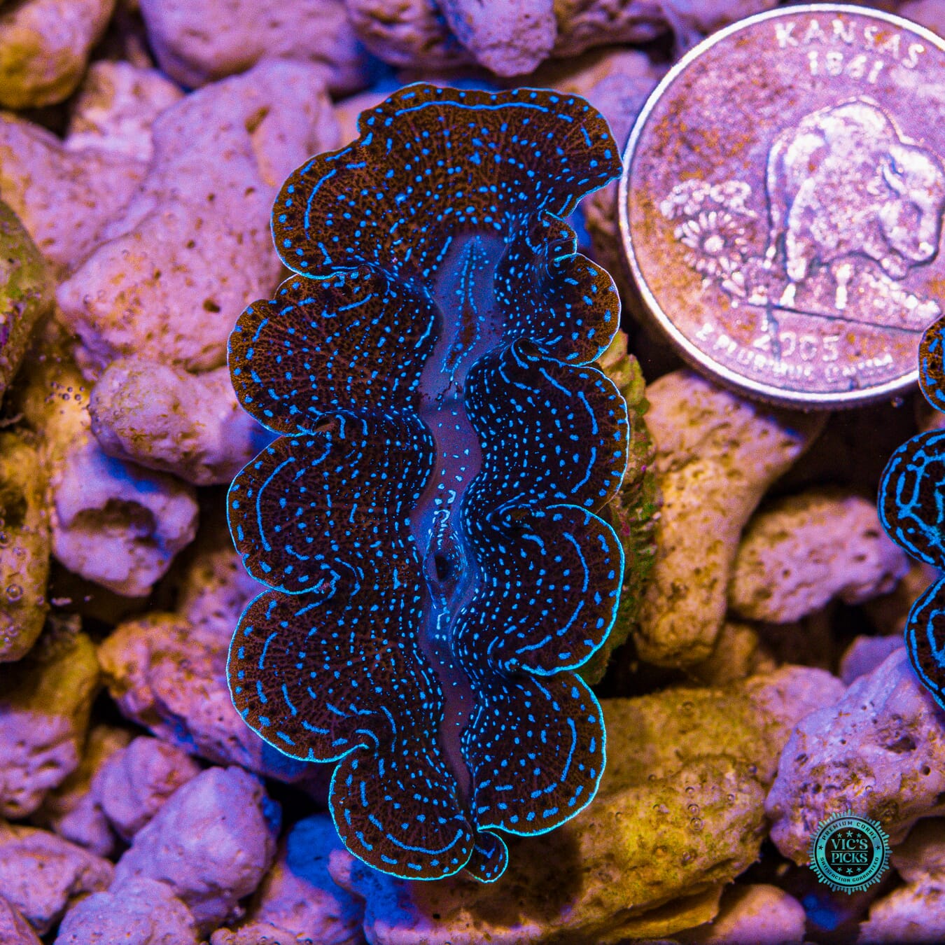 Ice Storm Crocea Clam - Actinic Photo