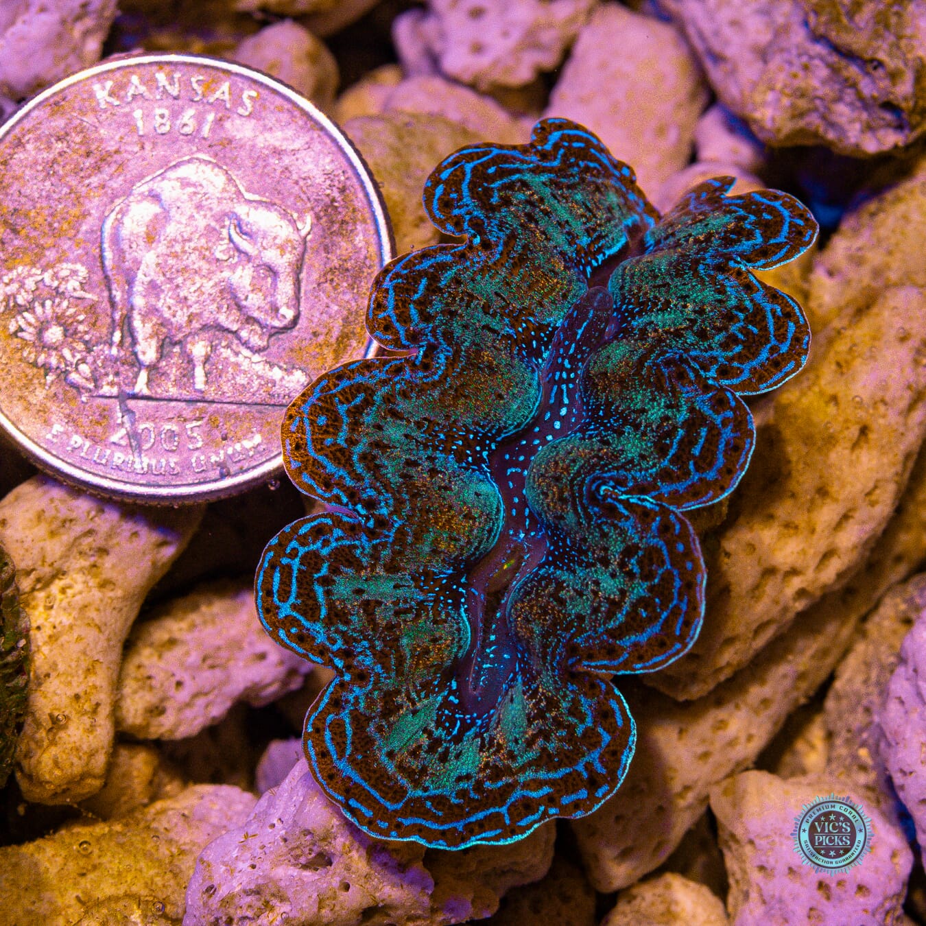 Lake Effect Crocea Clam - Actinic Photo