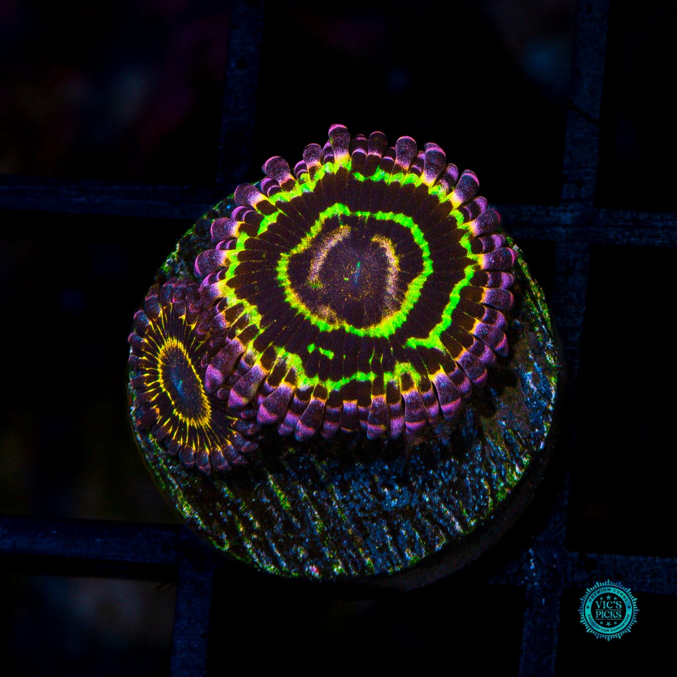 Stratosphere Zoanthids - Actinic Photo
