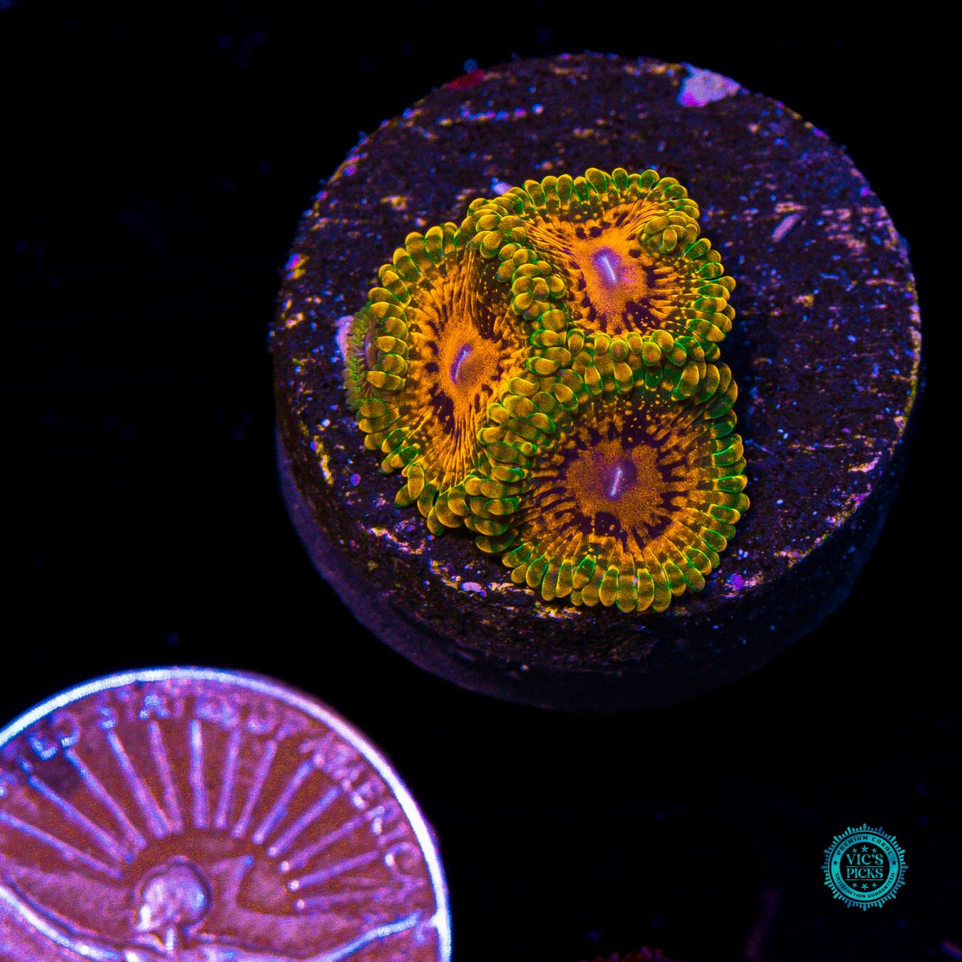 Grand Master Krakatoa Zoanthids - Actinic Photo