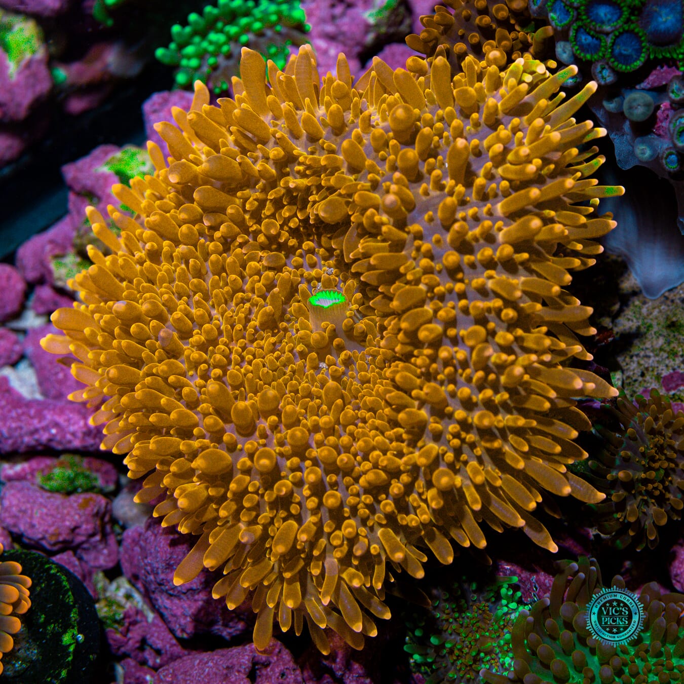 Lou's Blazin Saddle Yuma Mushroom - Actinic Photo