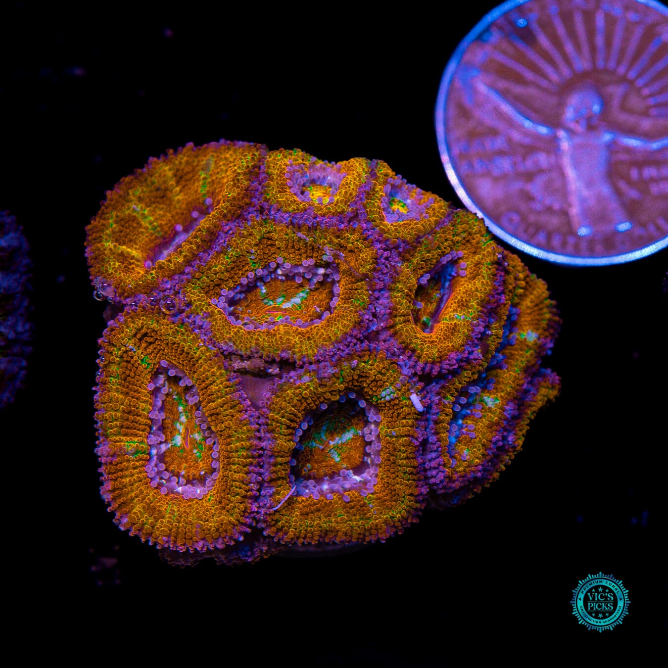 Solar Flare Aussie Lord - Actinic Photo