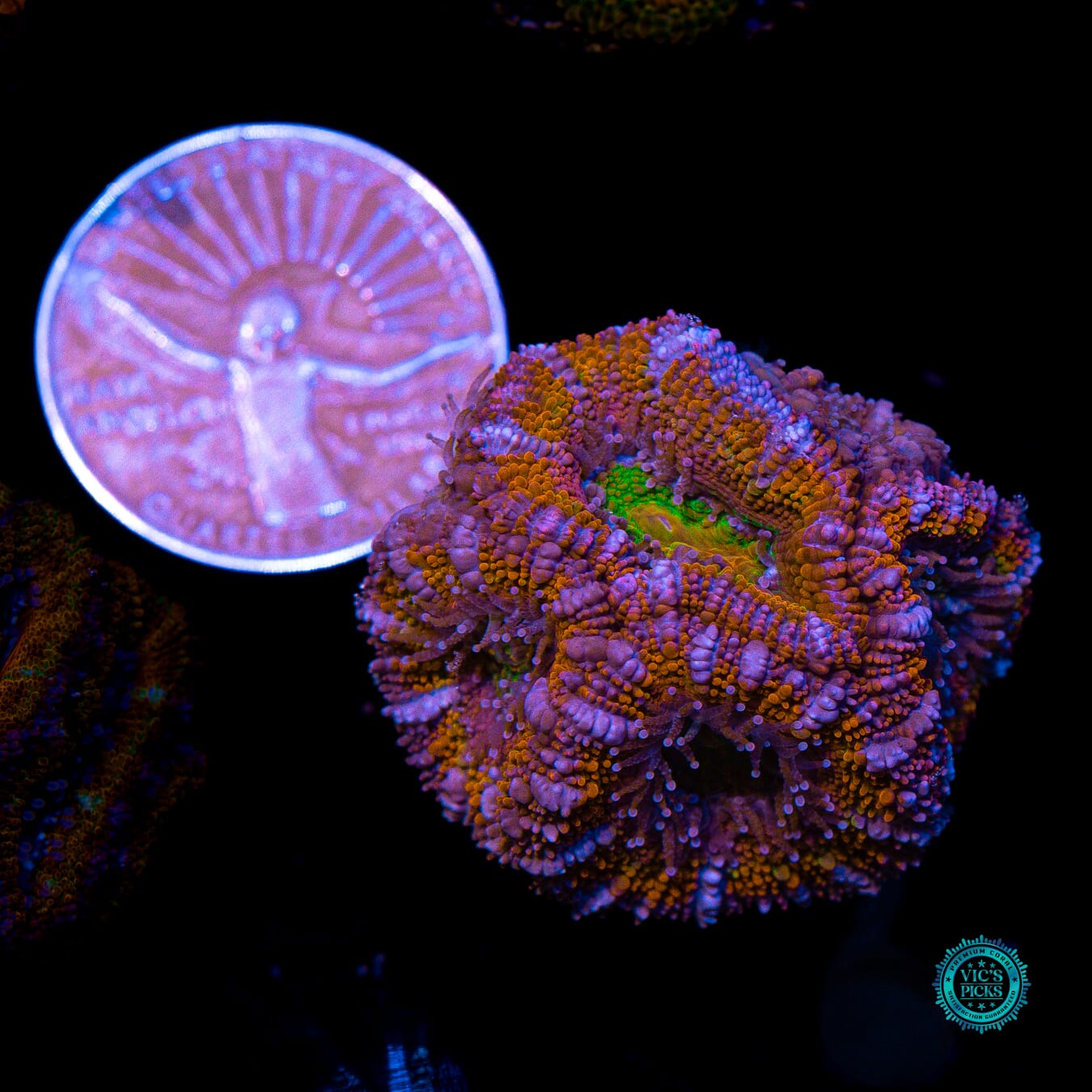 Soul Sucker Aussie Lord - Actinic Photo