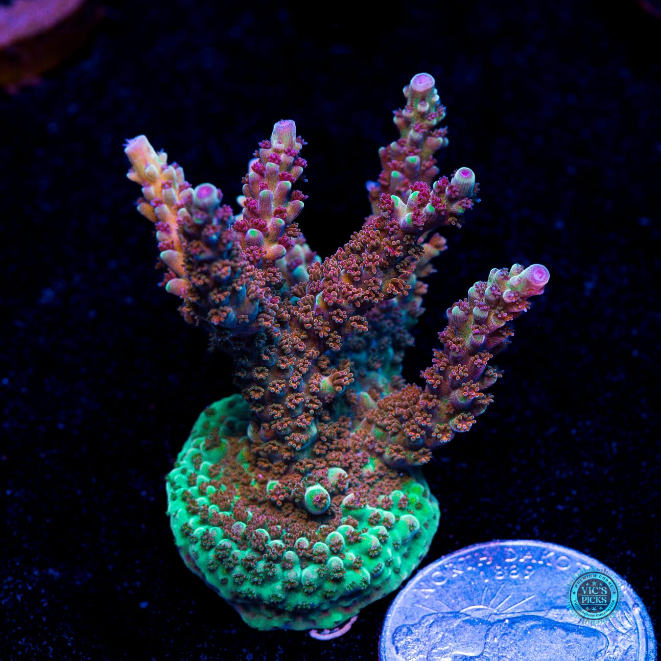 WWC Purple Dragona Acropora - Actinic Photo