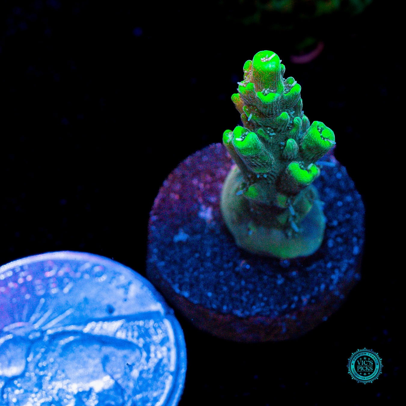 WWC After Hours Acropora