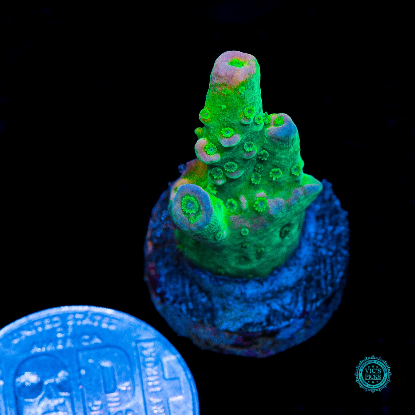 WD Tenuis Acropora - Actinic Photo