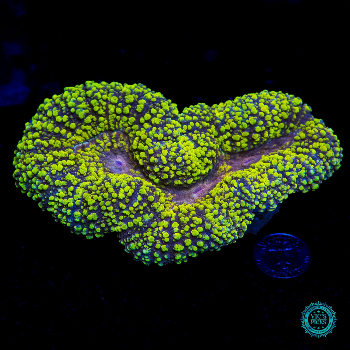 Lemoncello Carpet Lobophyllia - Daylight Photo