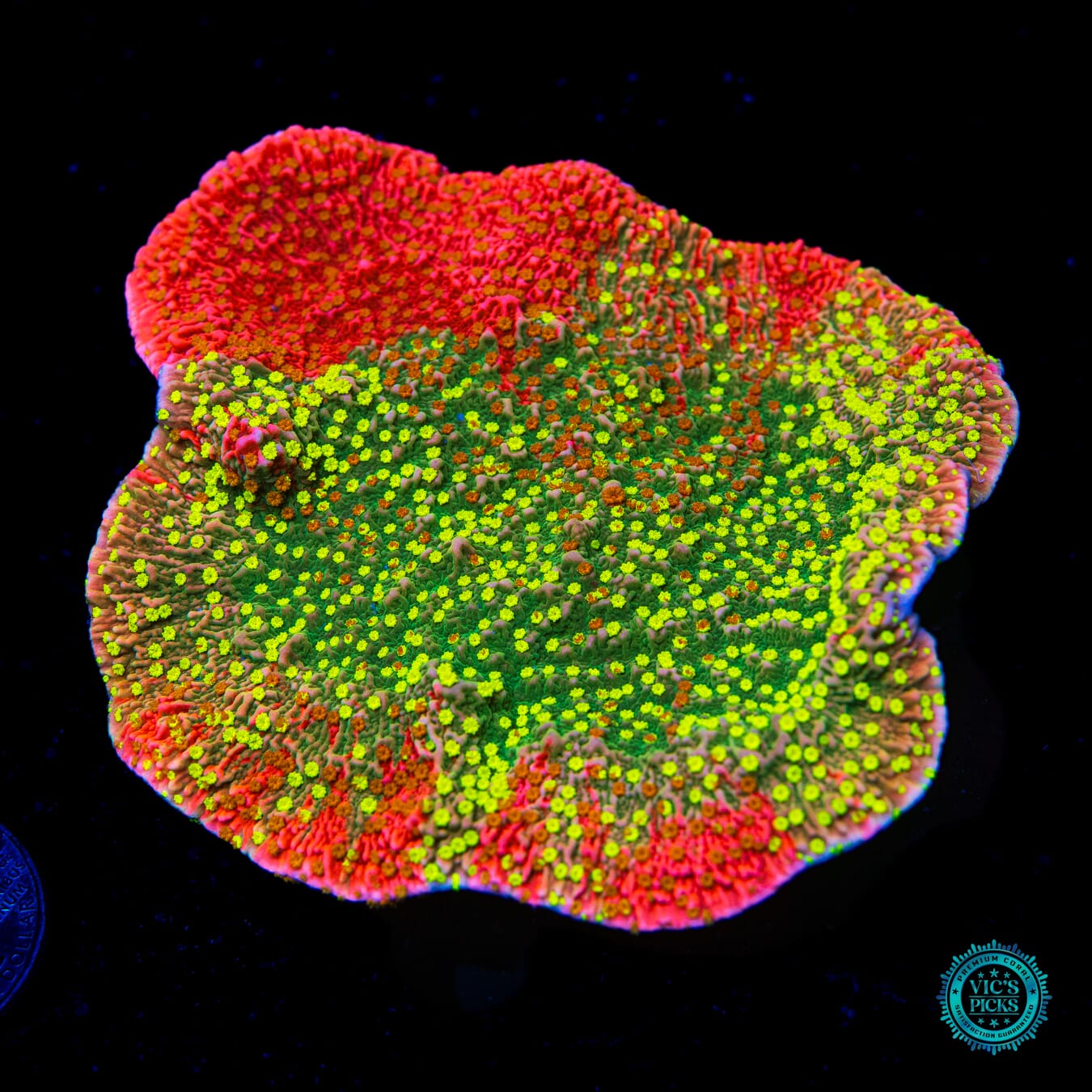 WWC Sunfire Grafted Cap Montipora - Daylight Photo